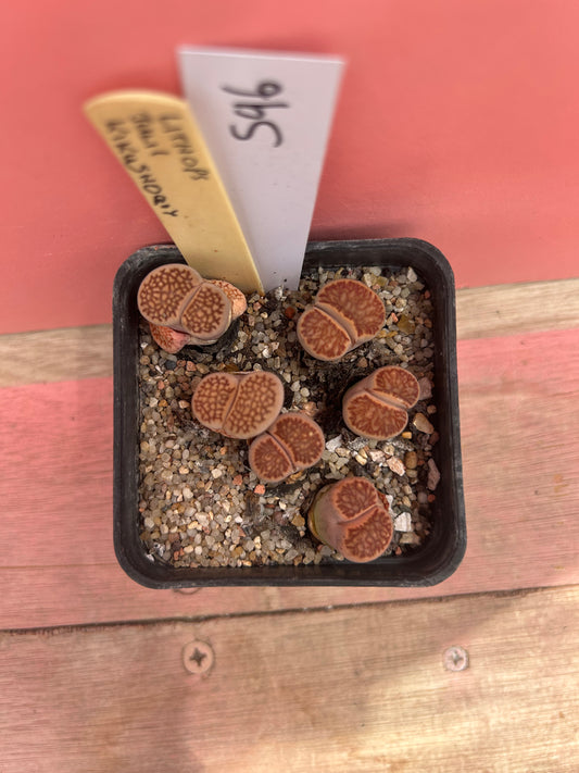 Lithops julii 'Kikusiyo Giyoku' (596)