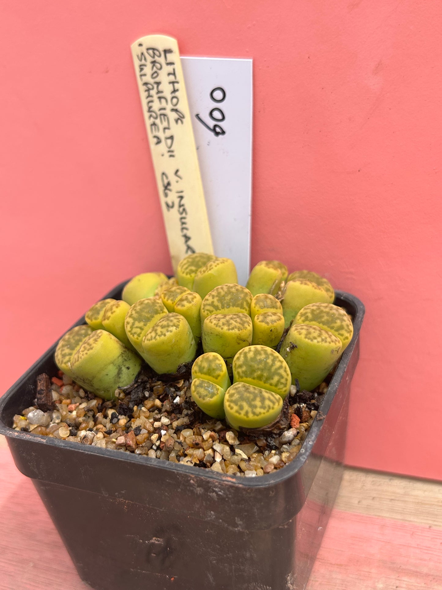 Lithops bromfeldii 'sulphurea' (600)