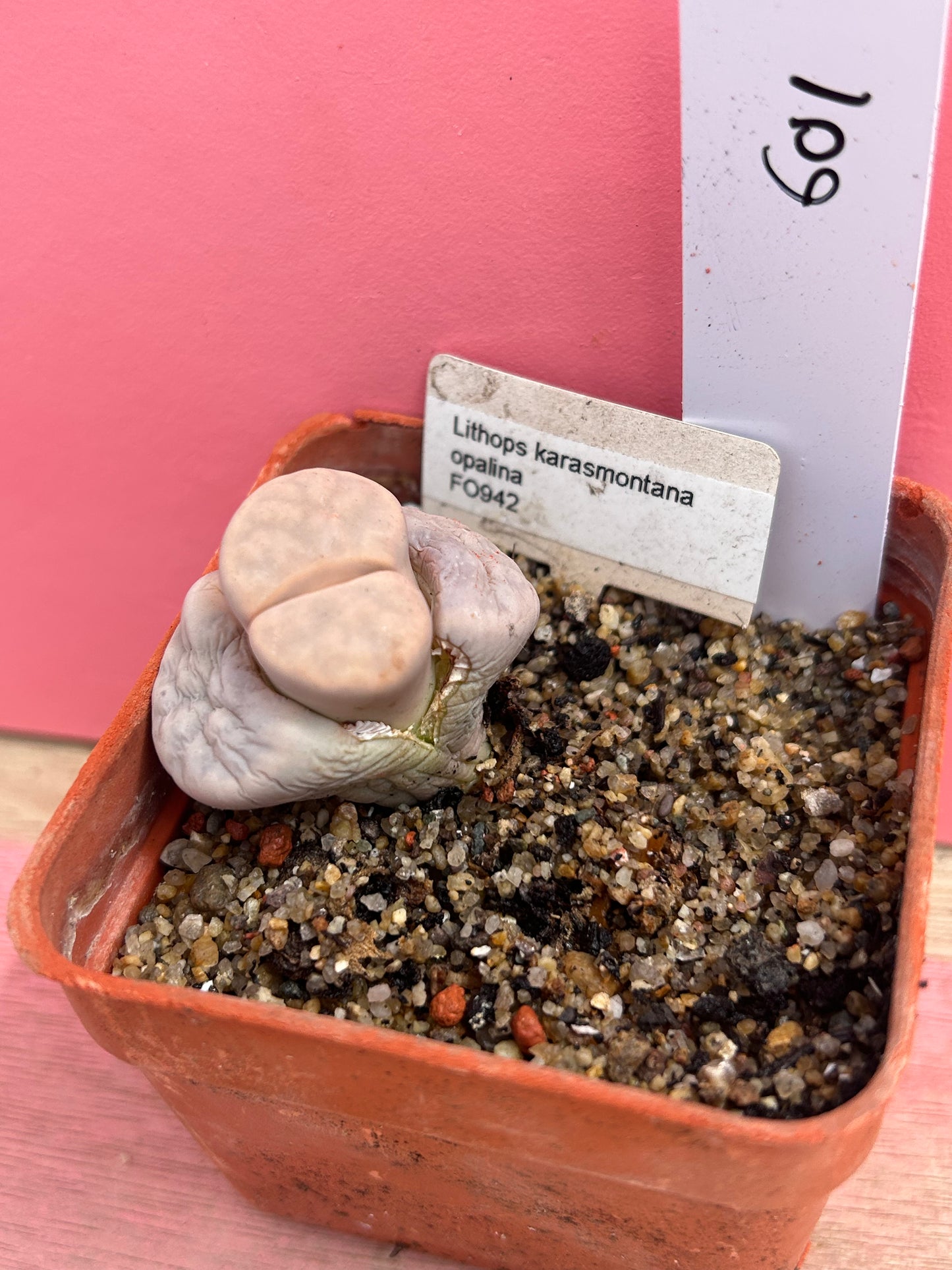 Lithops karasmontana opalina (601)
