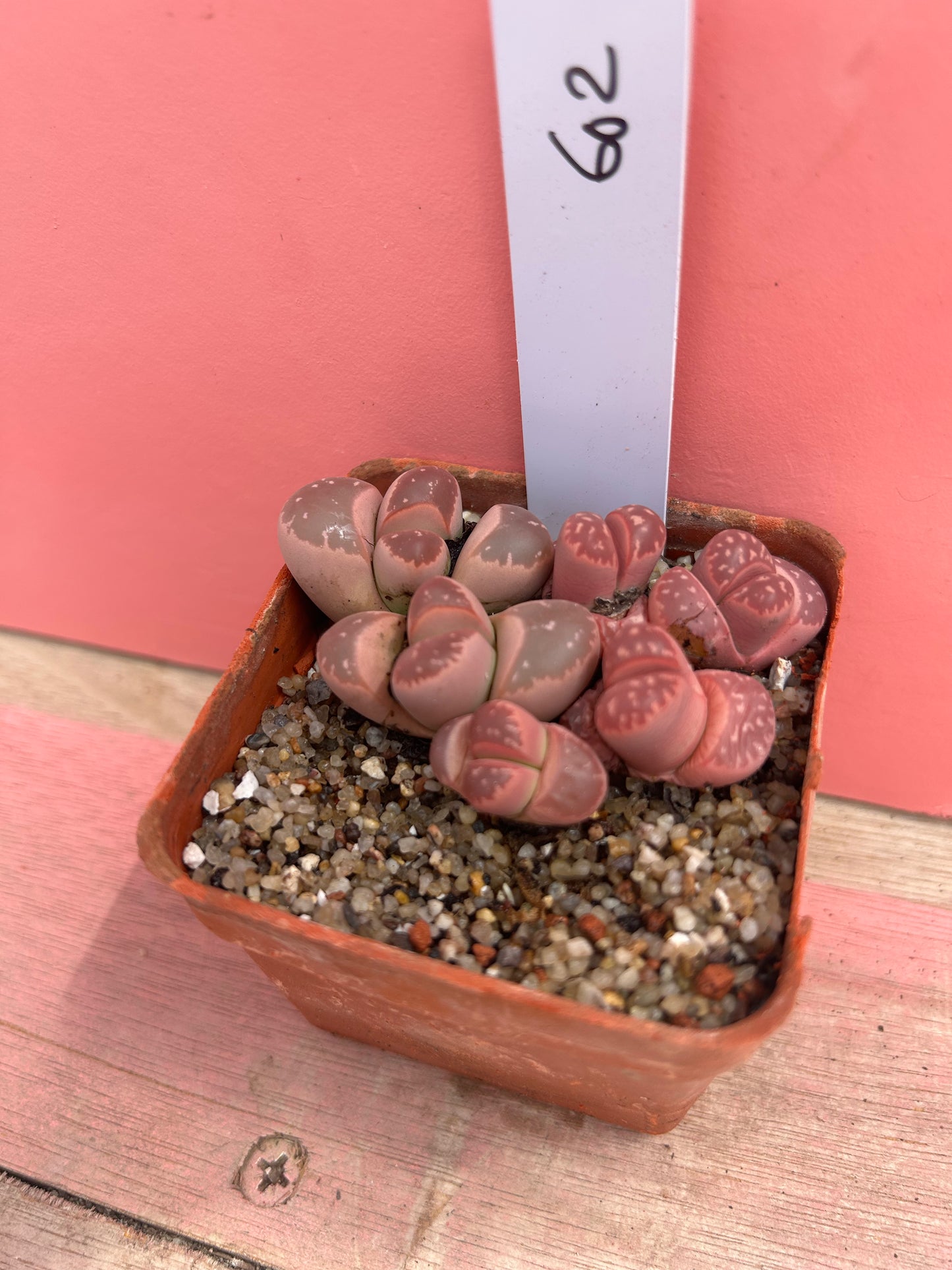 Lithops otleniana (602)