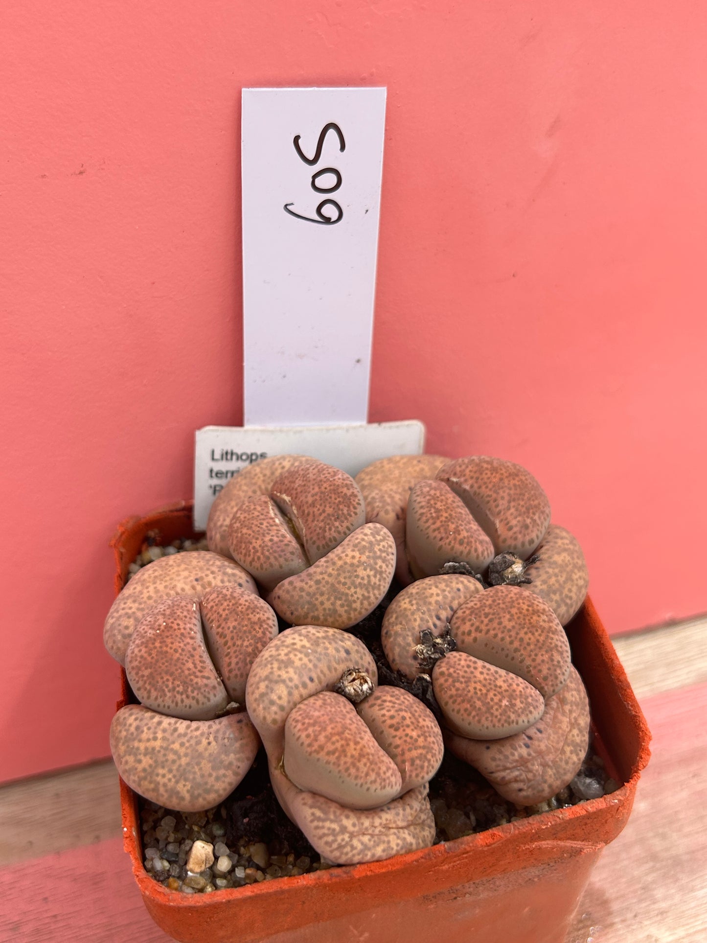 Lithops terricolour 'Prince Albert' (605)