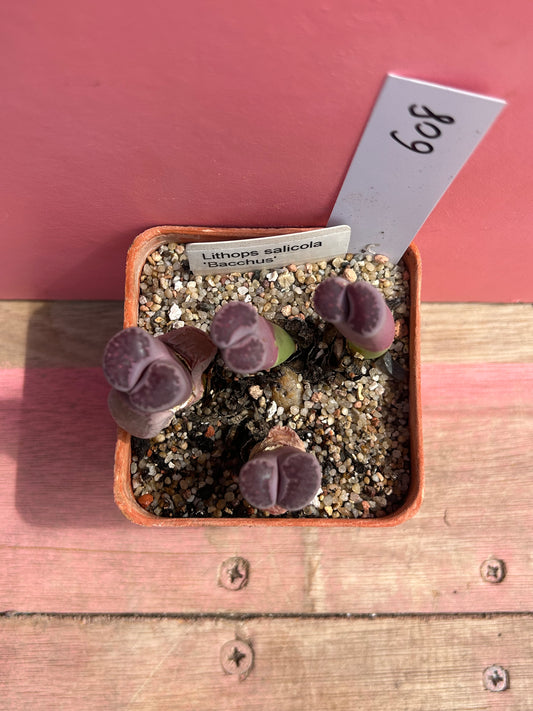 Lithops salicola 'balchus' (608)