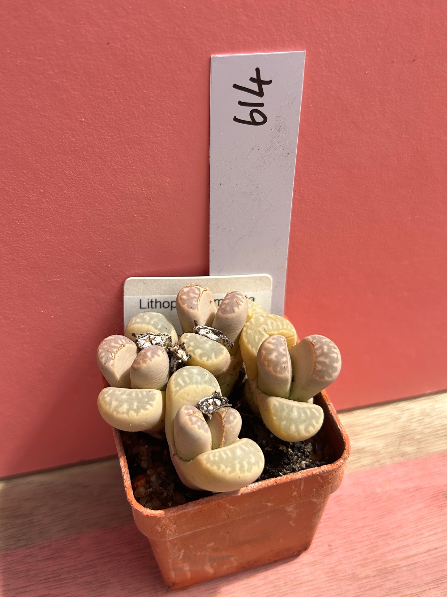 Lithops species (614)