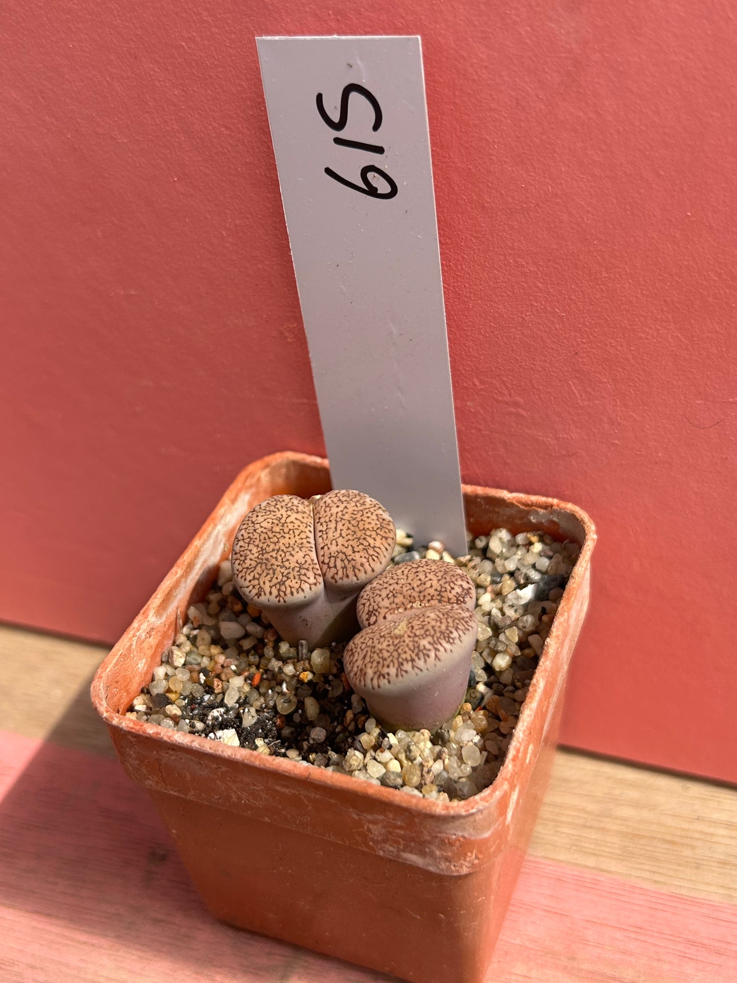 Lithops species (615)