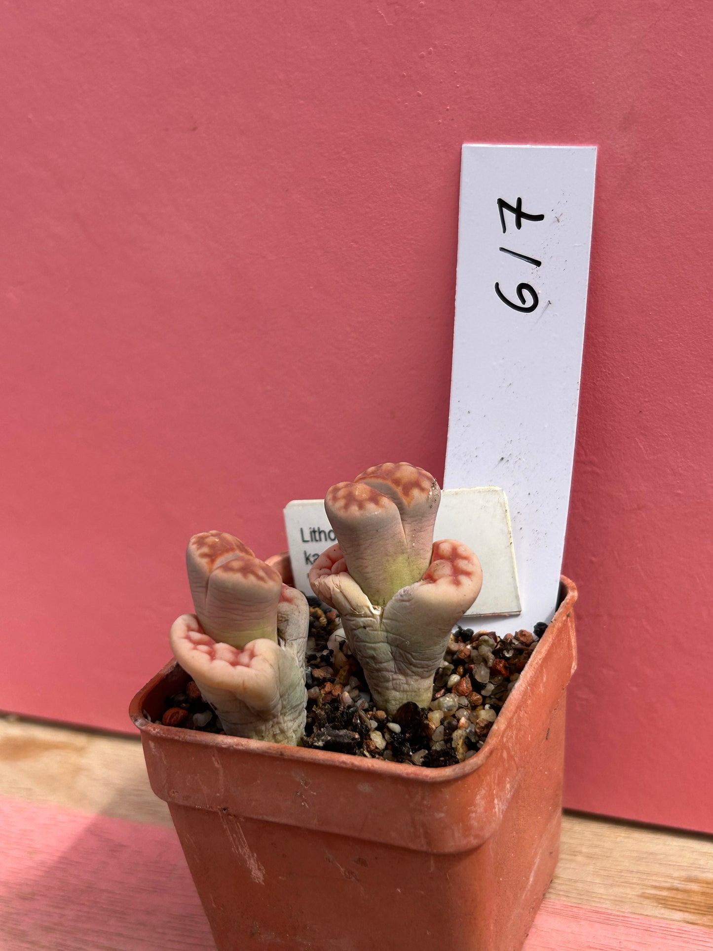 Lithops karasmontana 'Red Brick' (617)