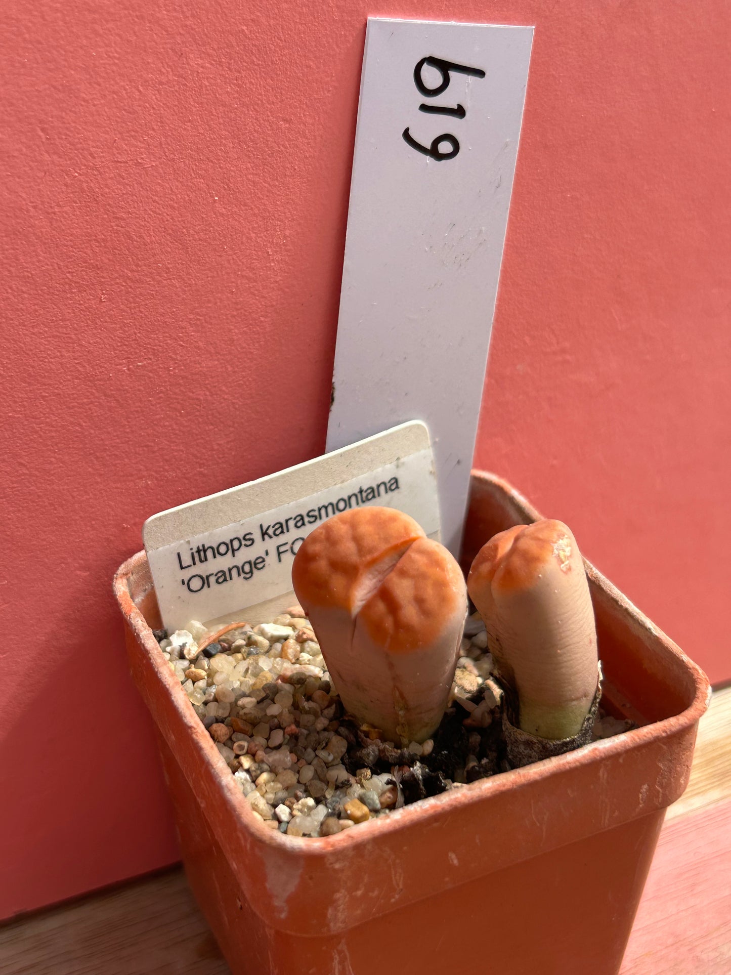 Lithops karasmontana 'Orange' (619)