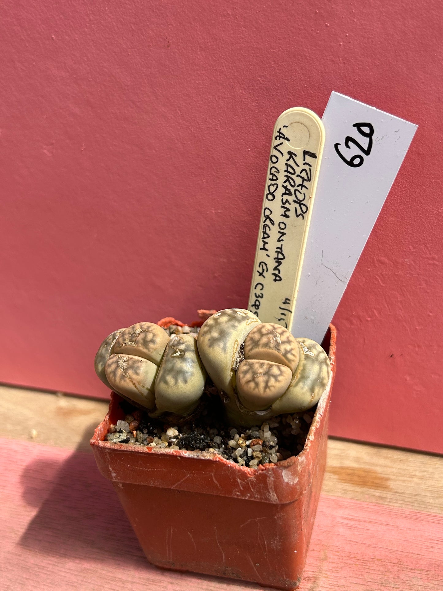 Lithops karasmontana 'Avocado Cream' (620)