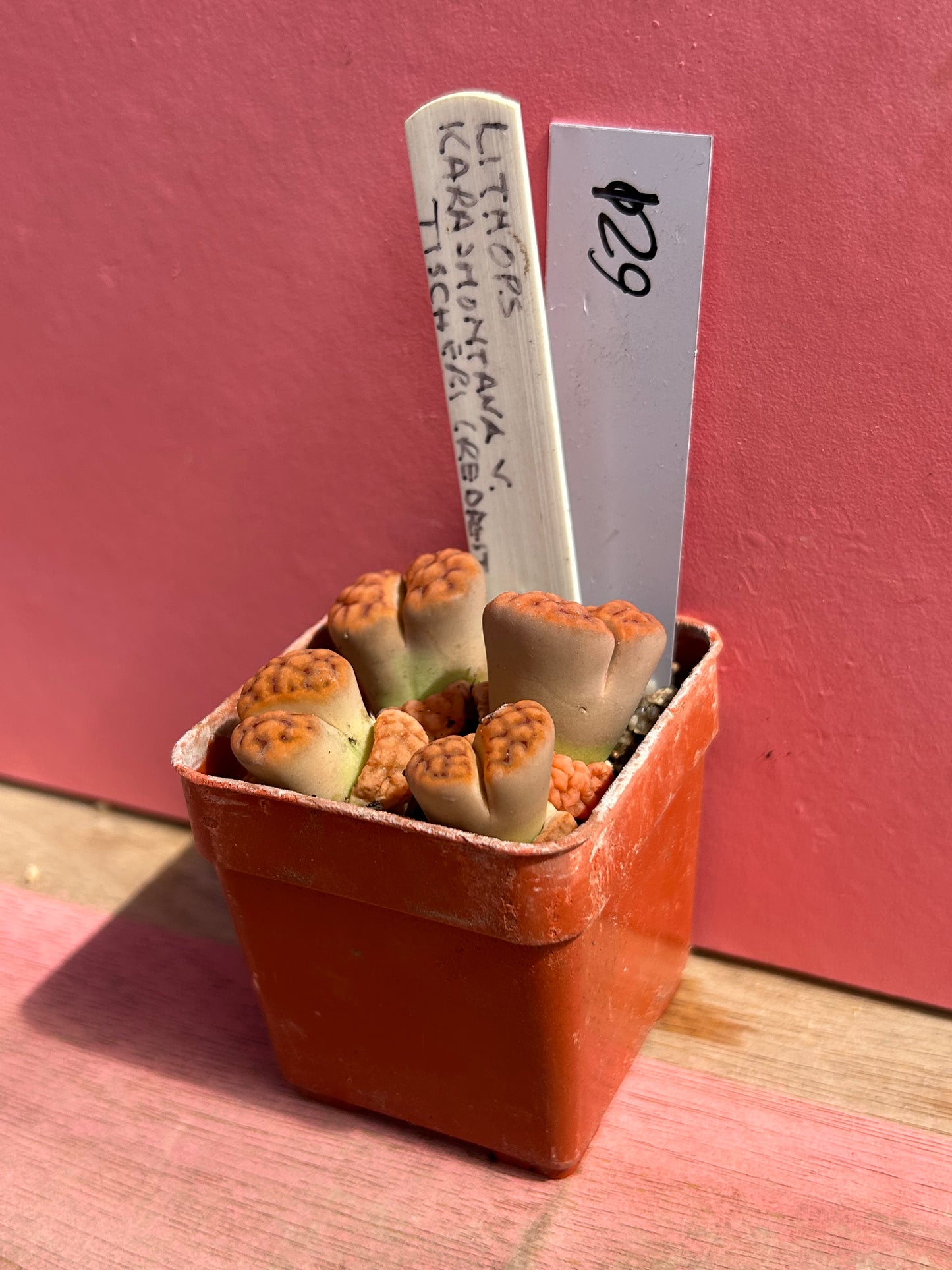 Lithops karasmontana tischeri (621)