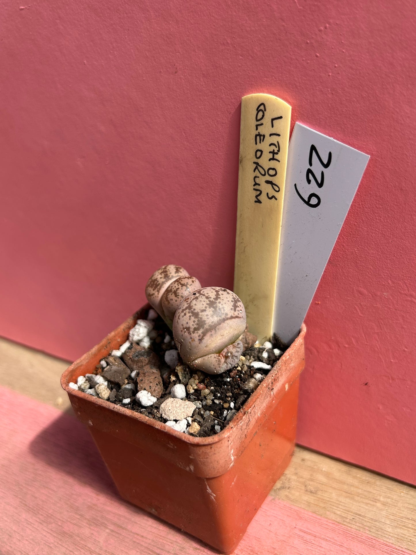 Lithops coleorum (622)