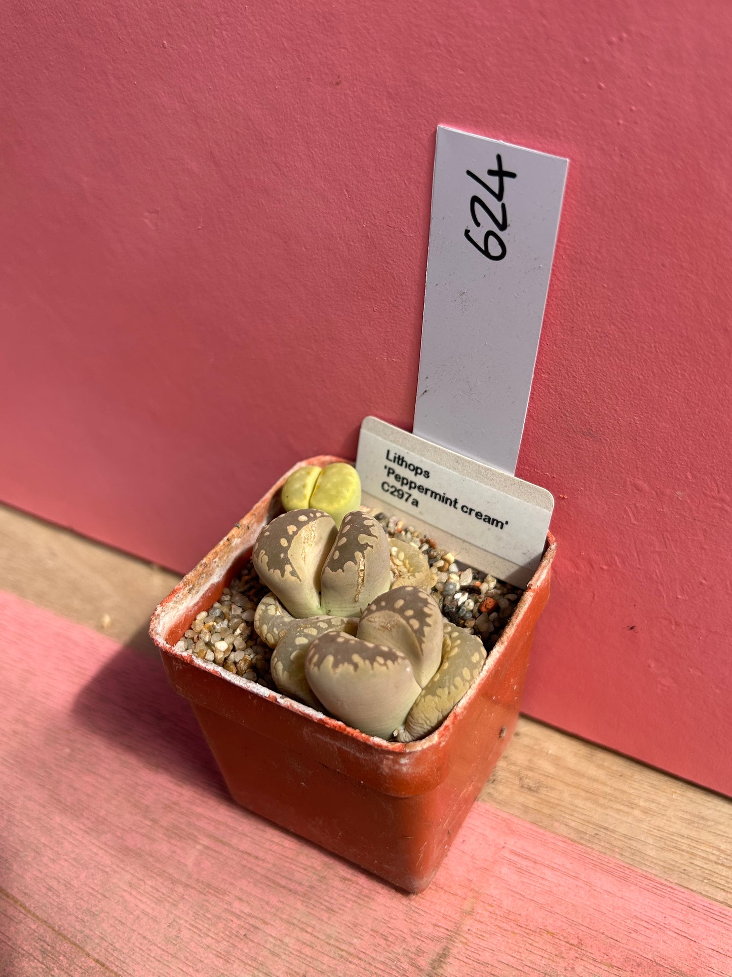 Lithops 'Peppermint Cream' (624)