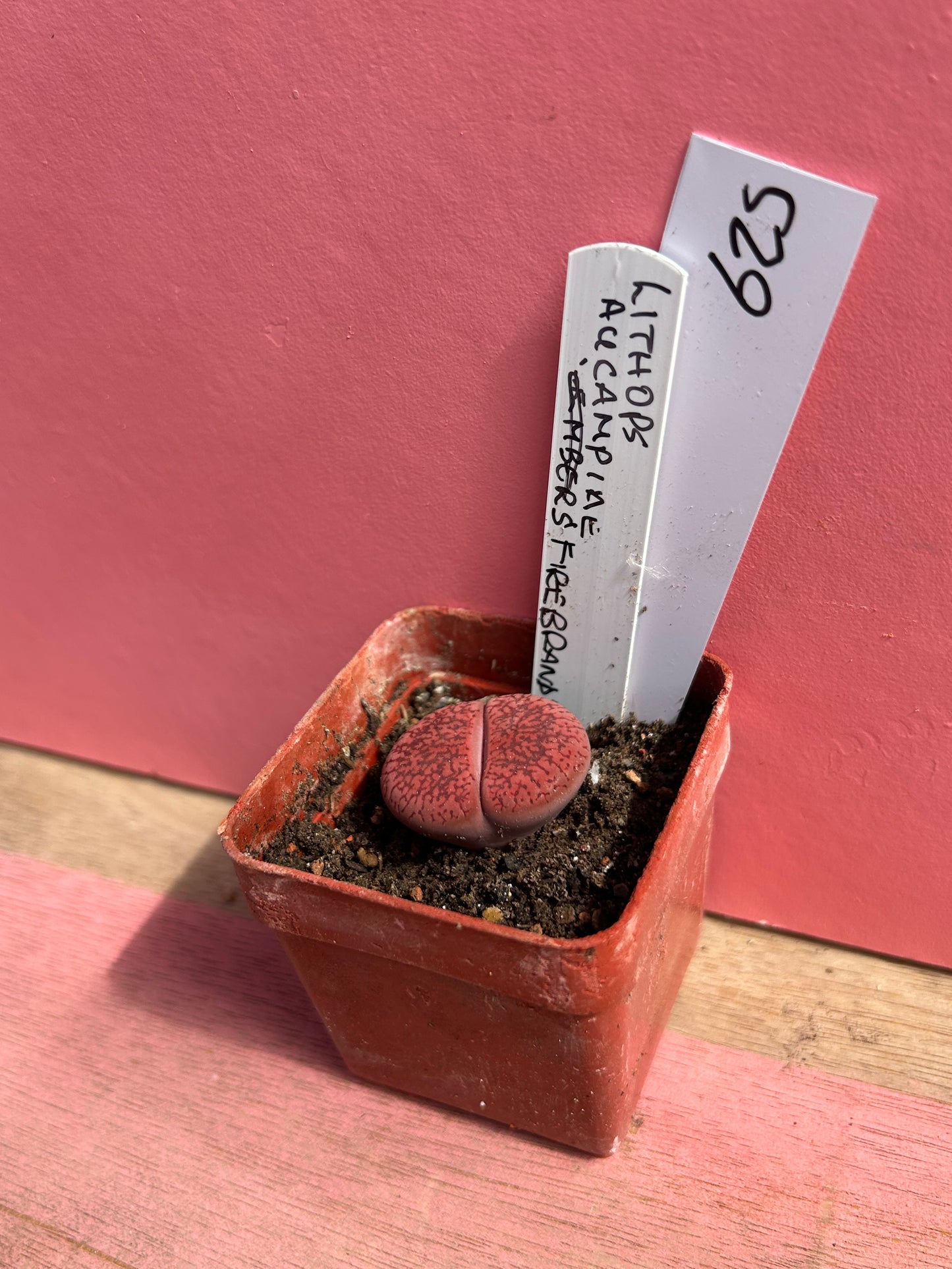 Lithops aucampiae (625)