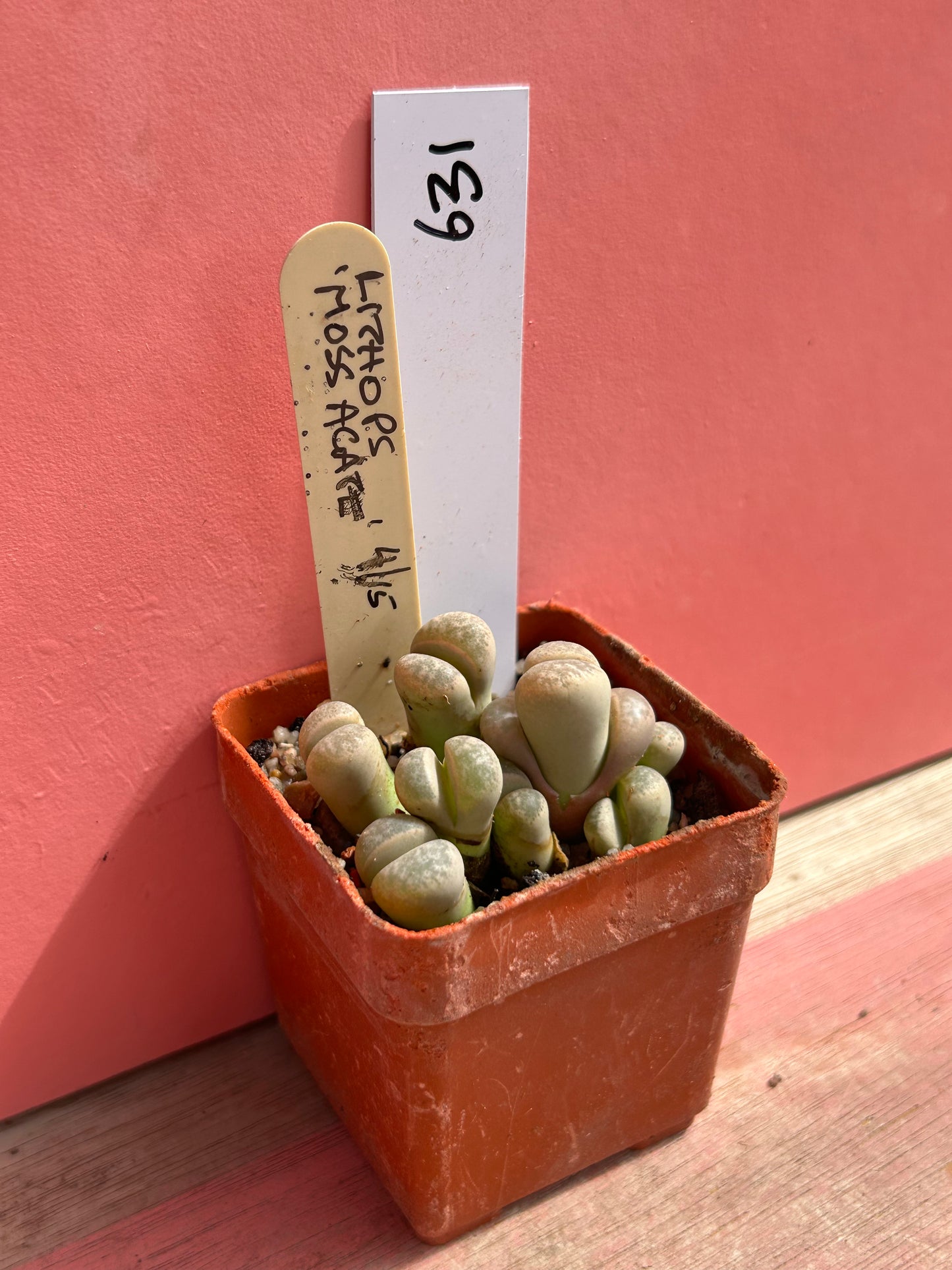 Lithops 'Mossagate' (631)
