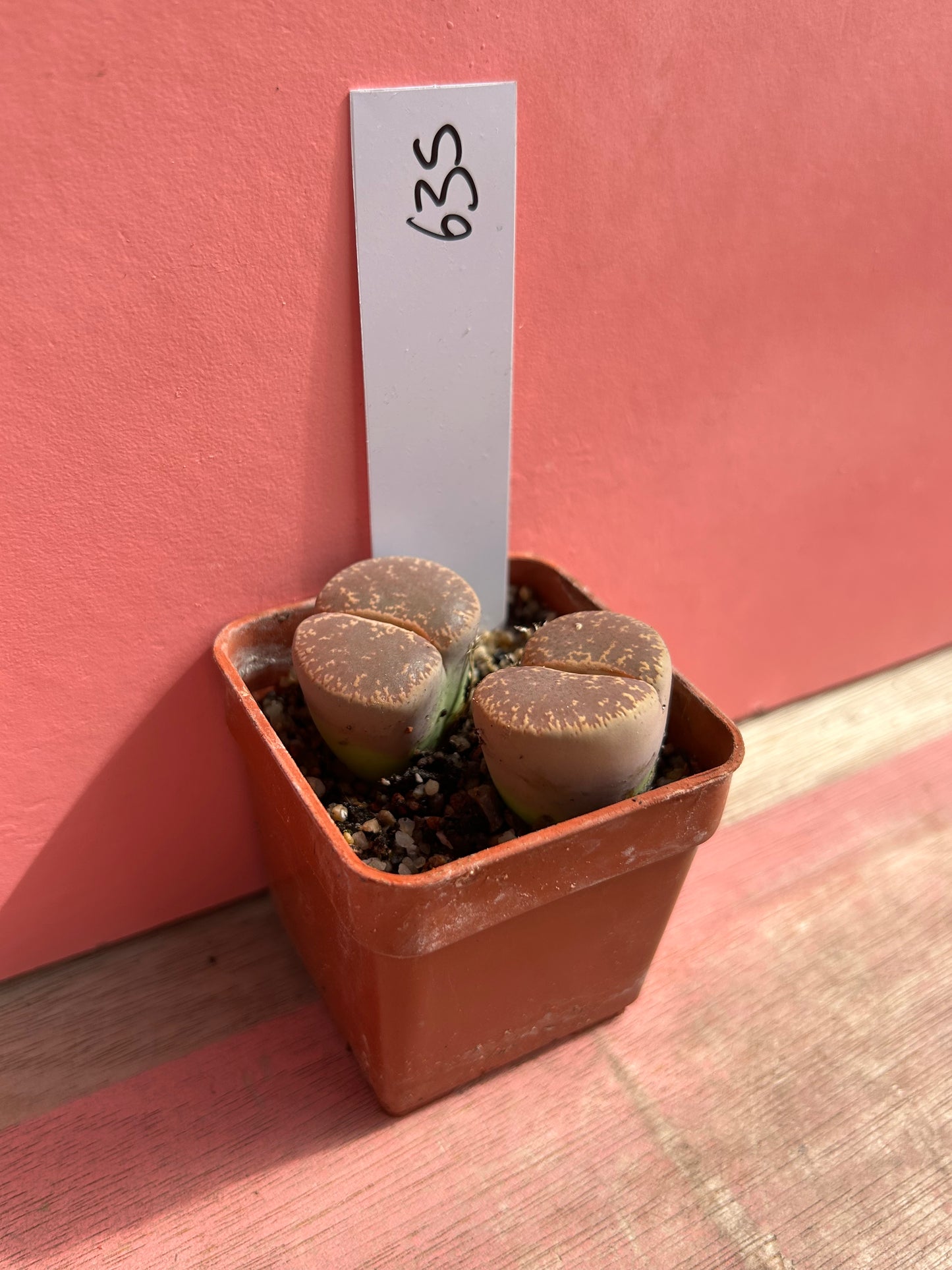 Lithops localis (635)