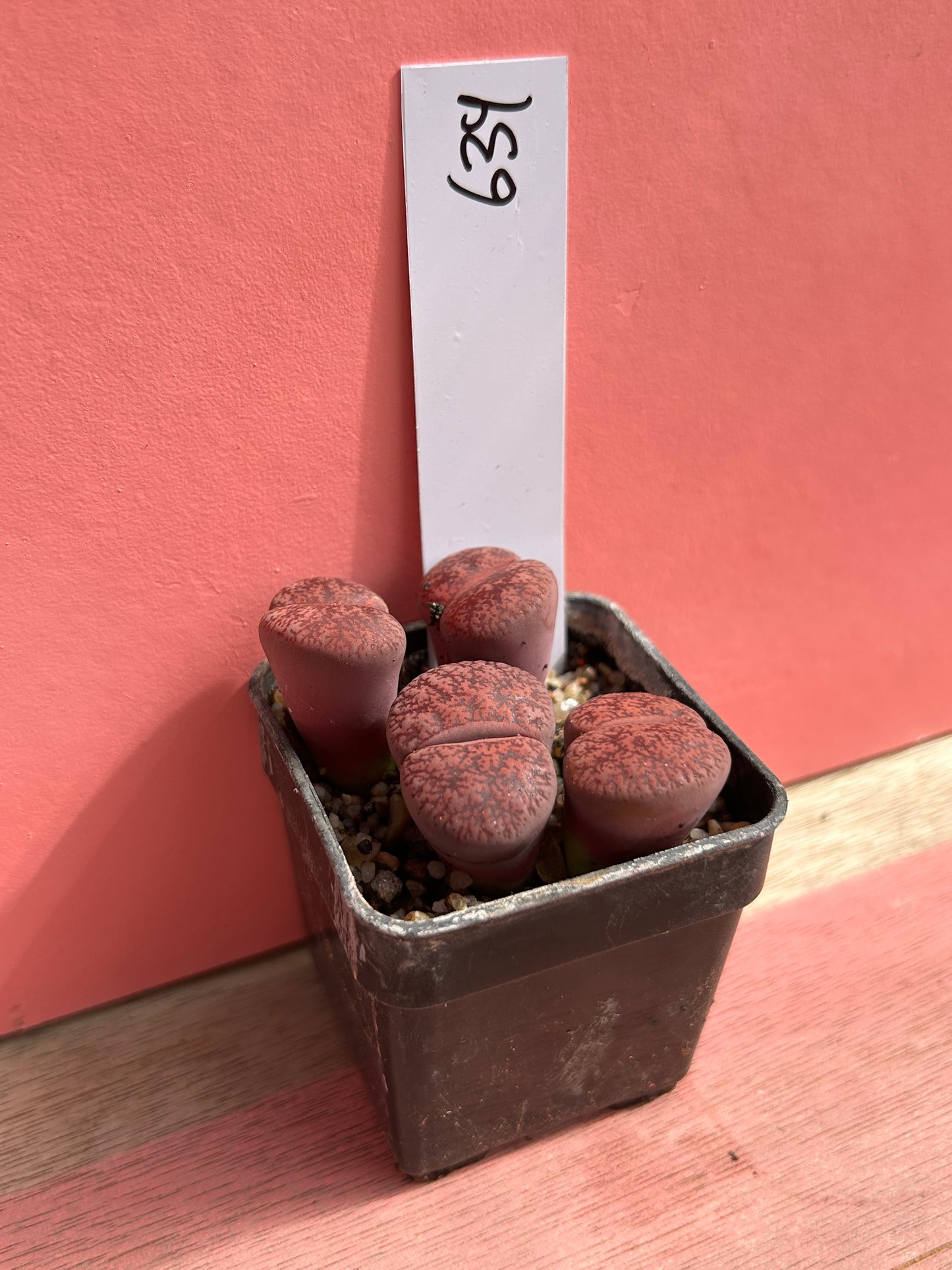 Lithops 'Dark Wine' (639)