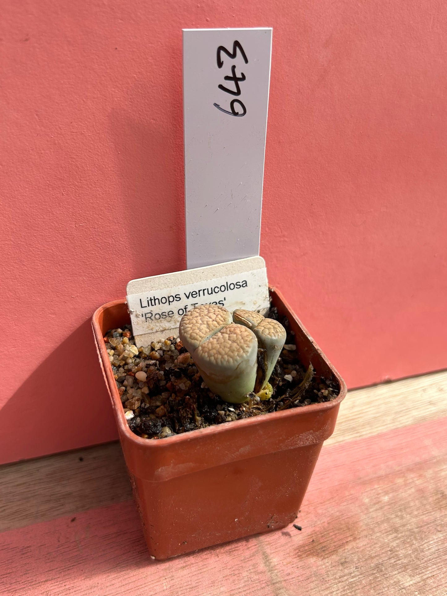 Lithops verrucolosa 'Rose of Texas' (643)