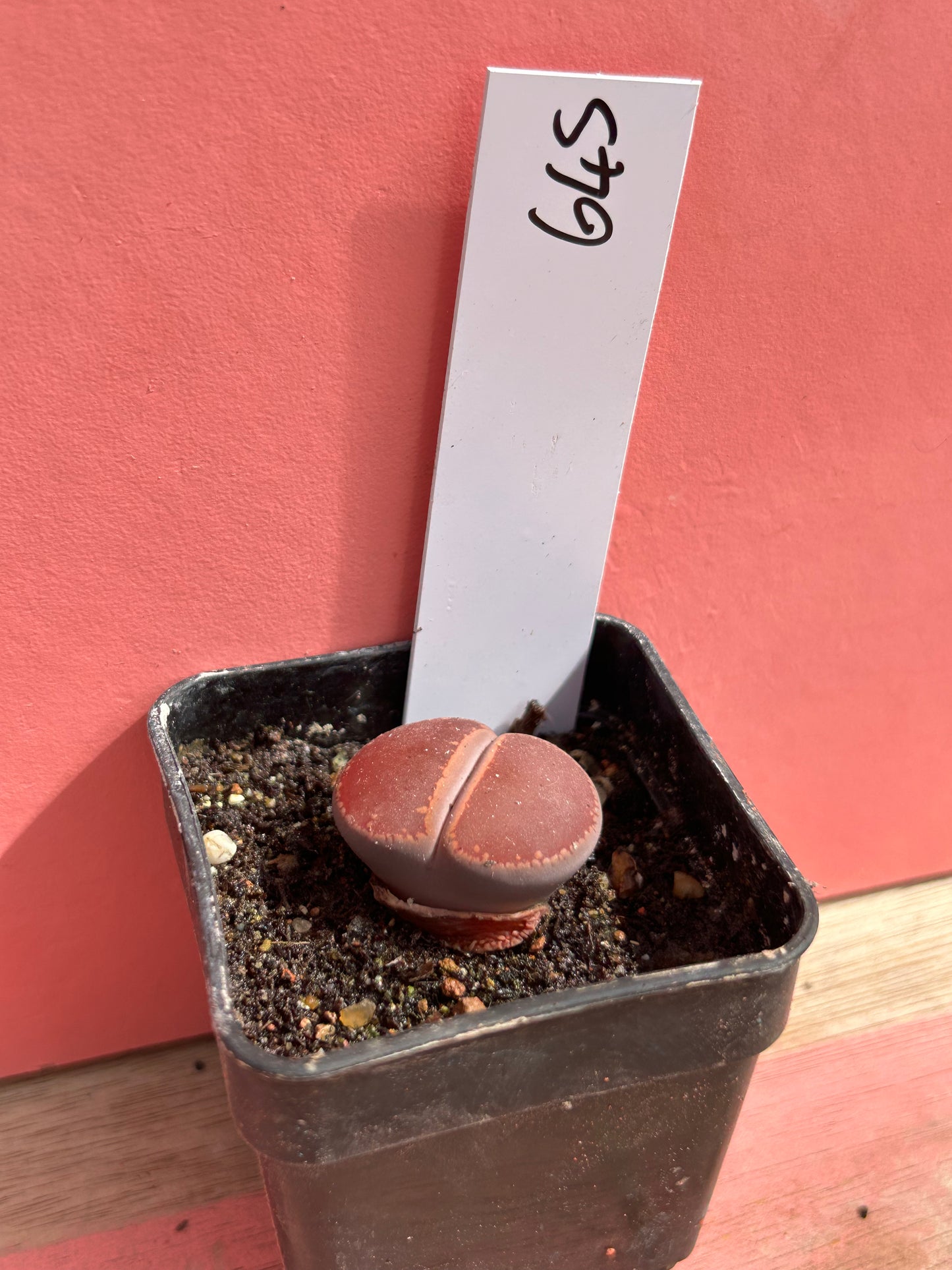 Lithops species (645)