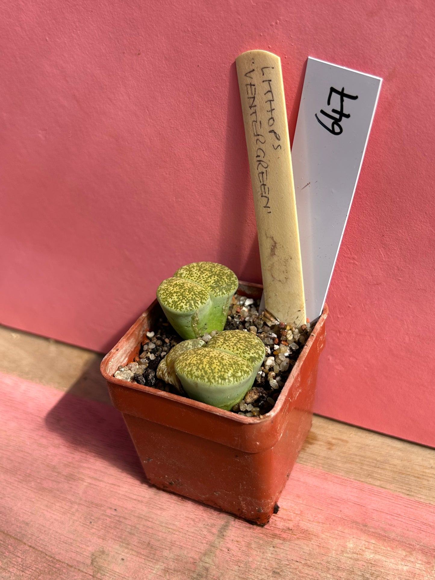 Lithops 'Ventergreen' (647)