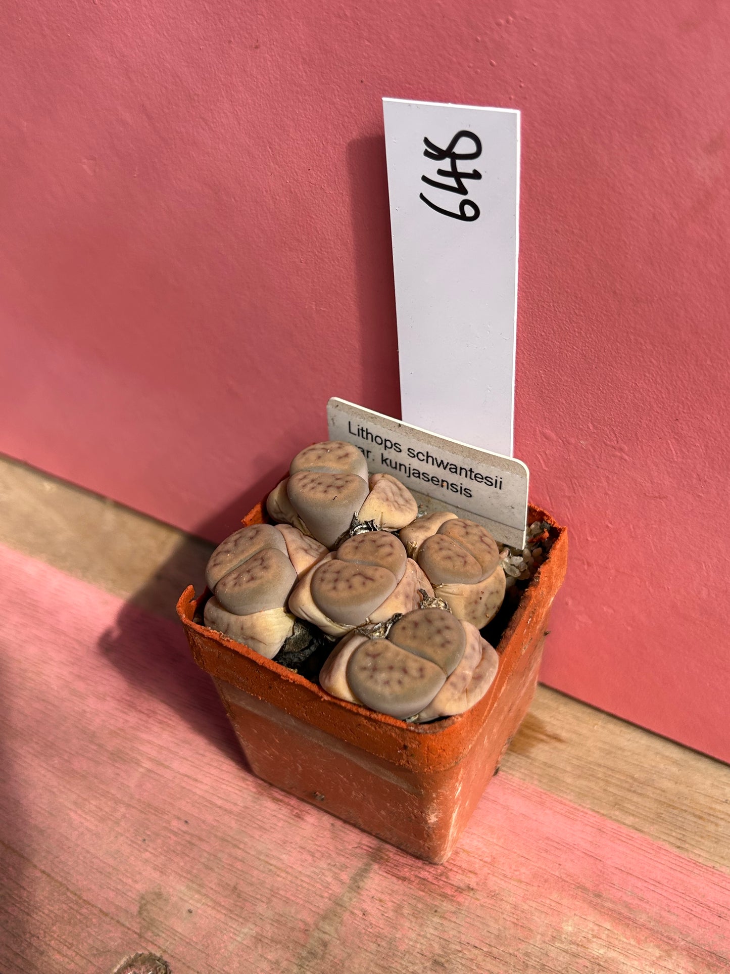Lithops schwantesii var. kunjasensis (648)