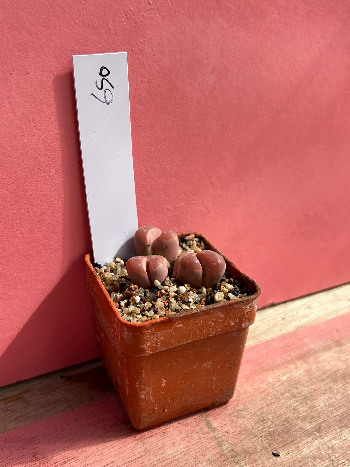 Lithops species (650)