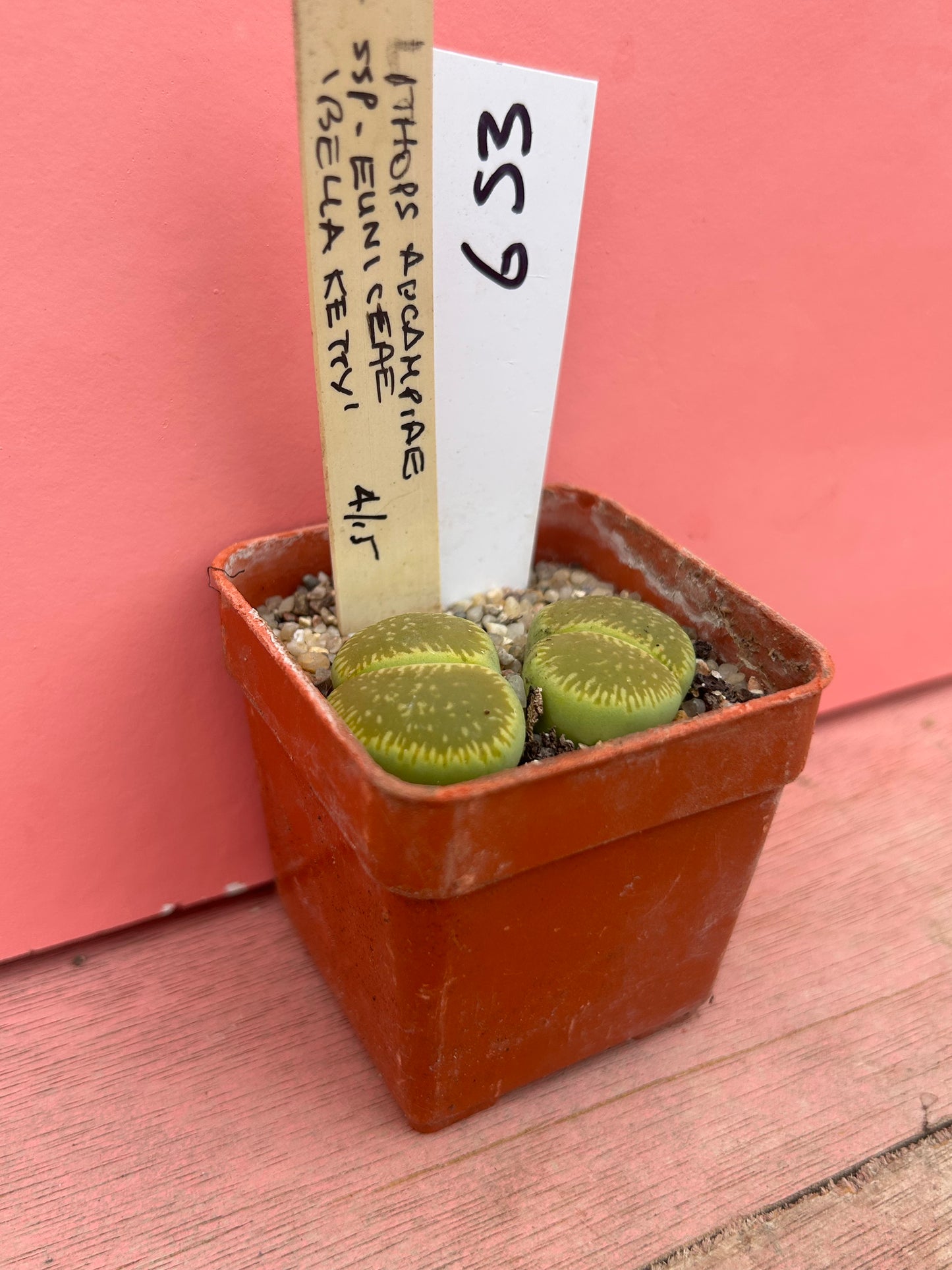 Lithops aucampiae ssp euniceae (653)