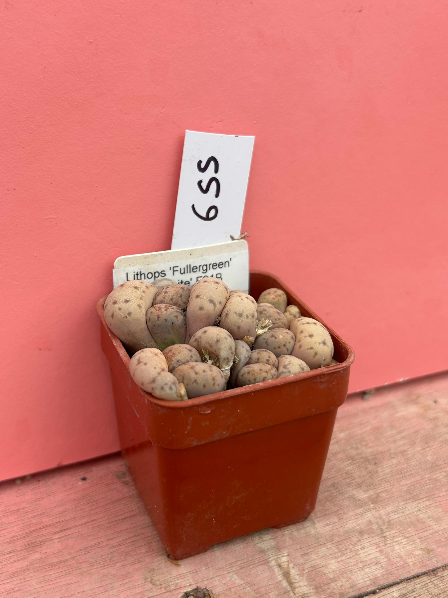 Lithops 'Fullergreen' x 'Malachite' (655)