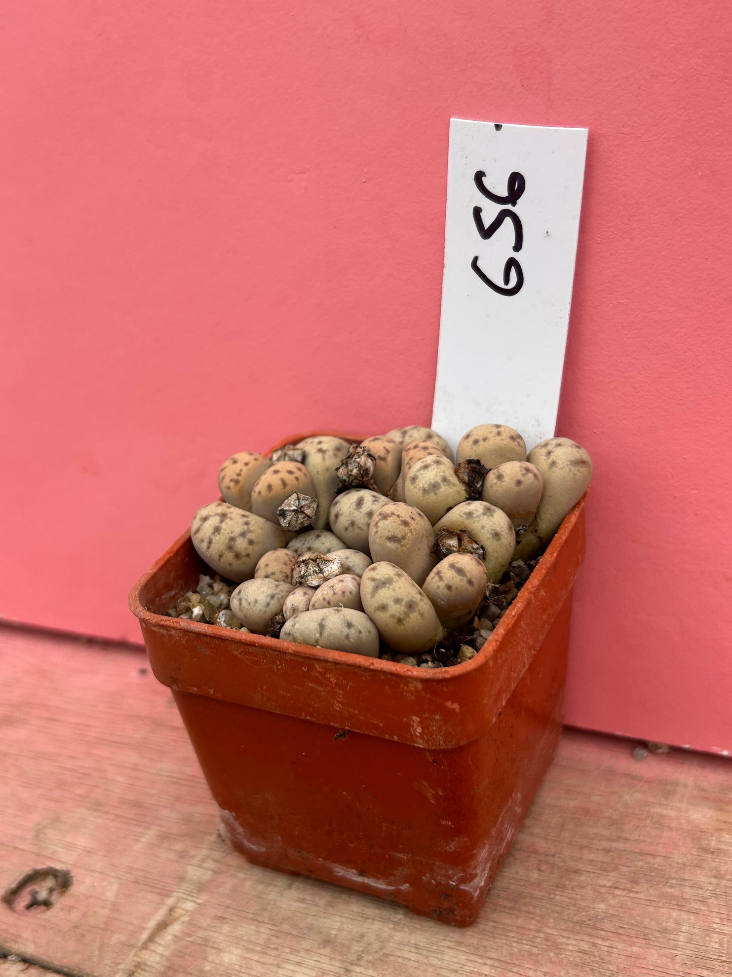 Lithops 'Fullergreen' x 'Malachite' (656)