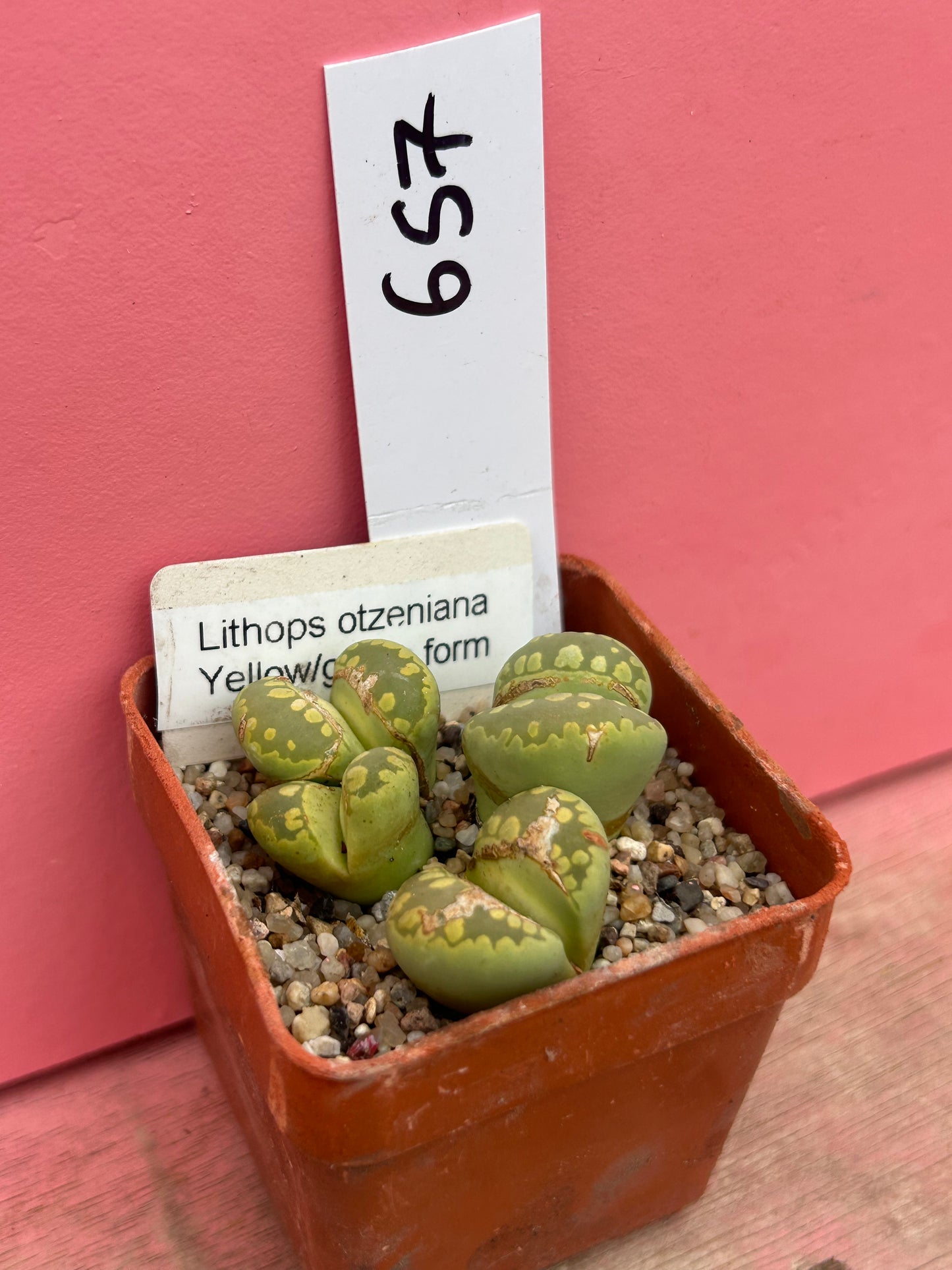 Lithops otzeniana Yellow/Green Form (657)