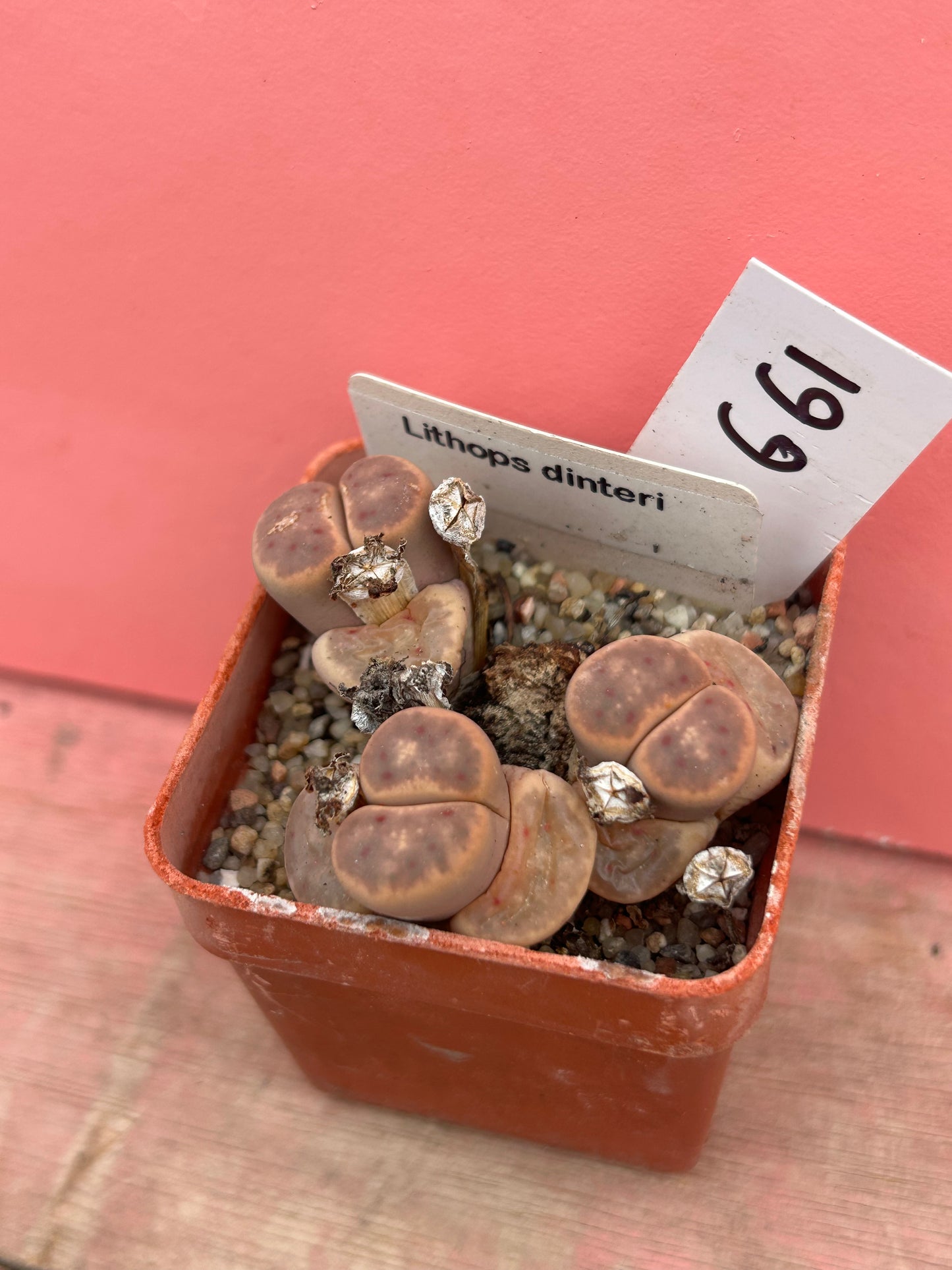 Lithops dinteri (661)