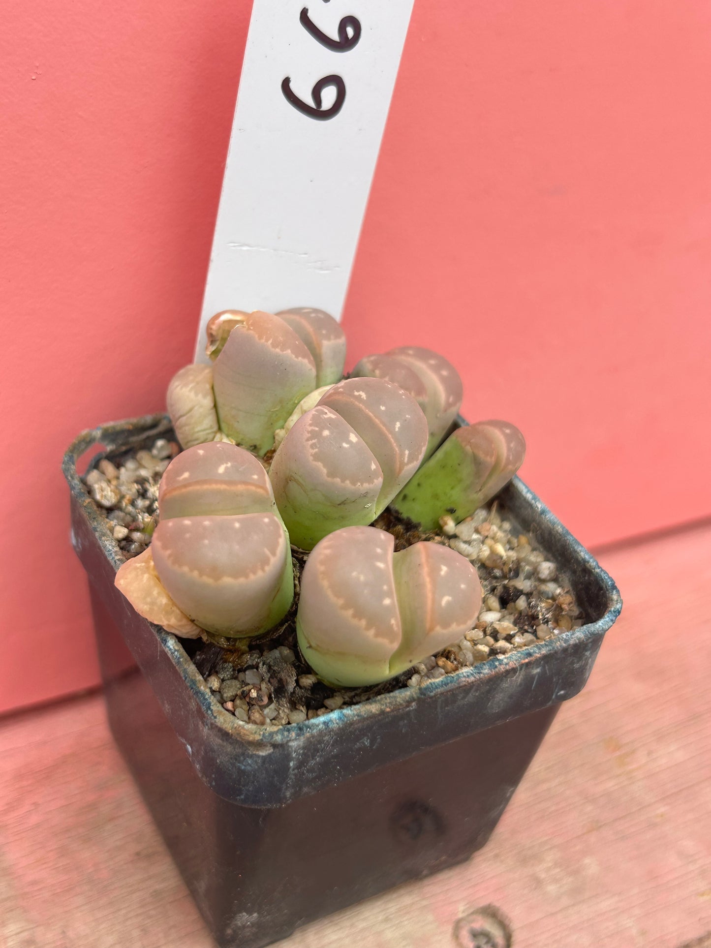 Lithops species (662)