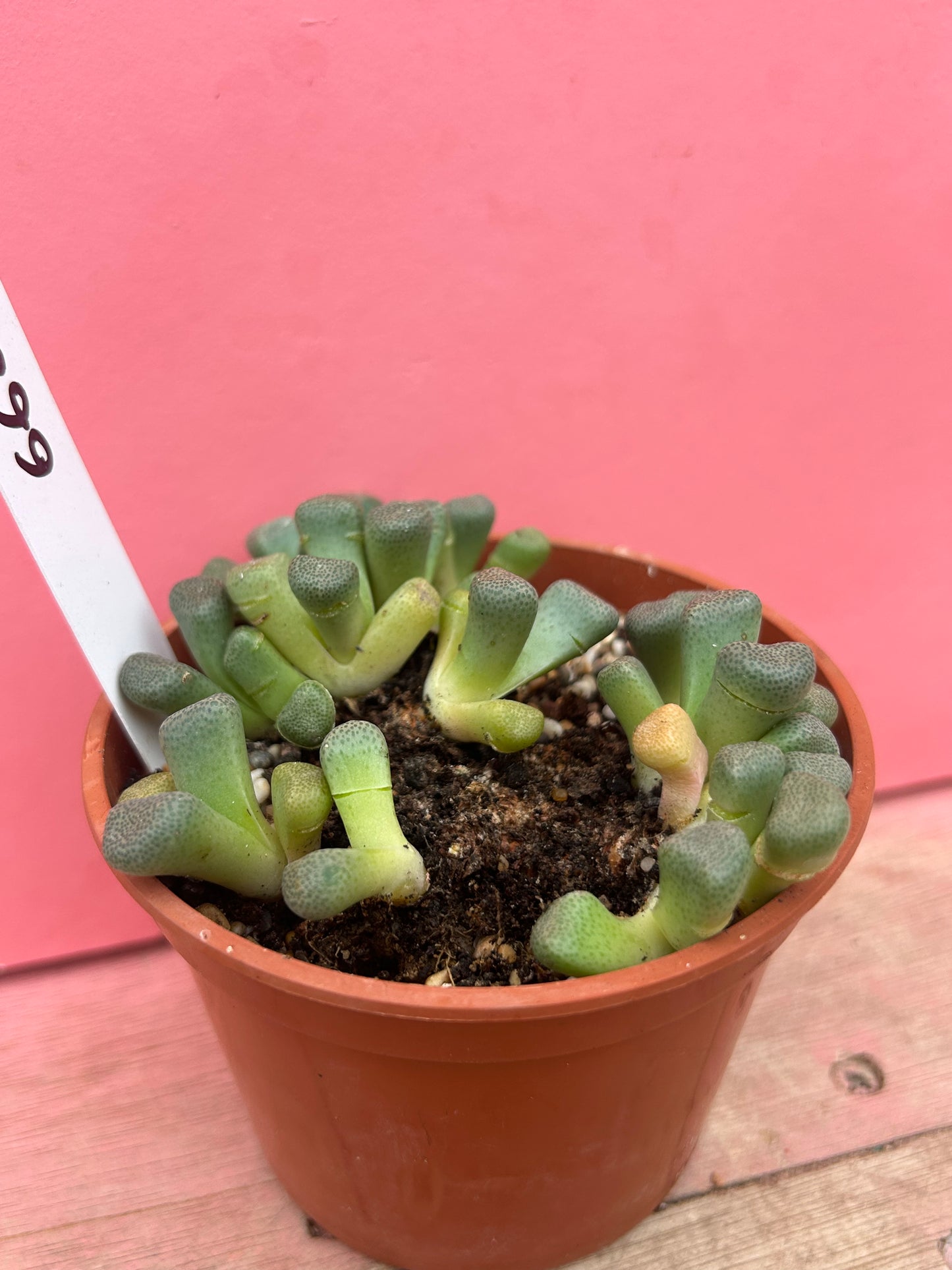 Aloinopsis schooneerii (668)