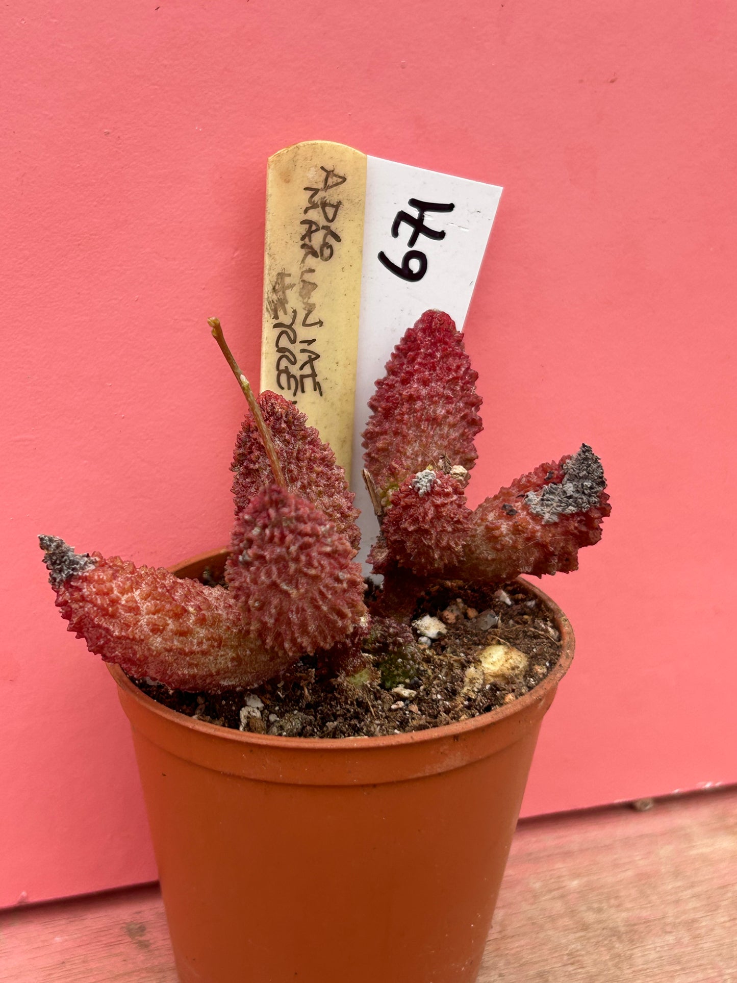 Adromischus marianiae herrei (671)