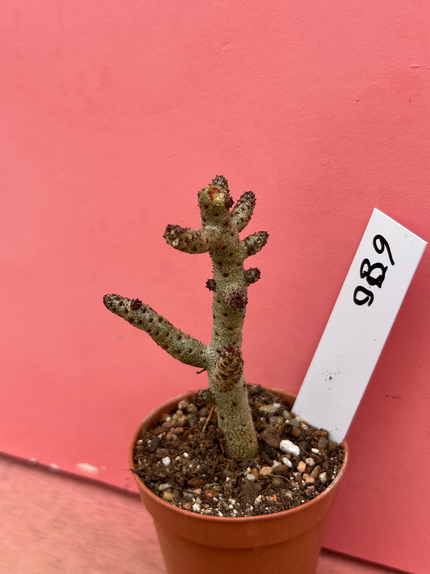 Tylecodon bucholzianus (680)
