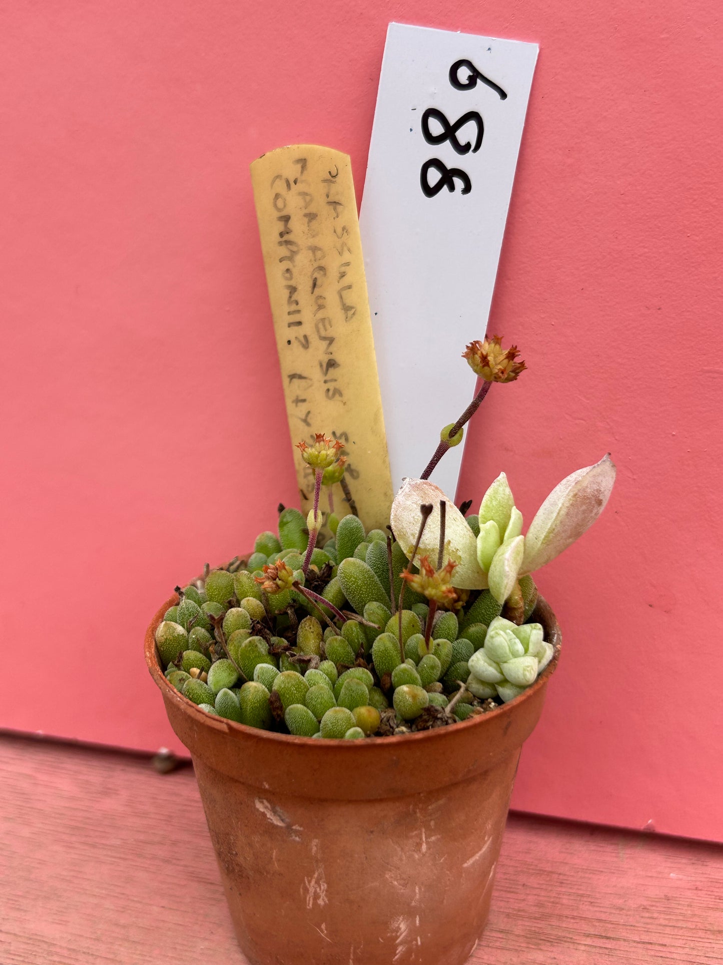 Crassula namaquensis comptonii (plus stragglers!) (688)