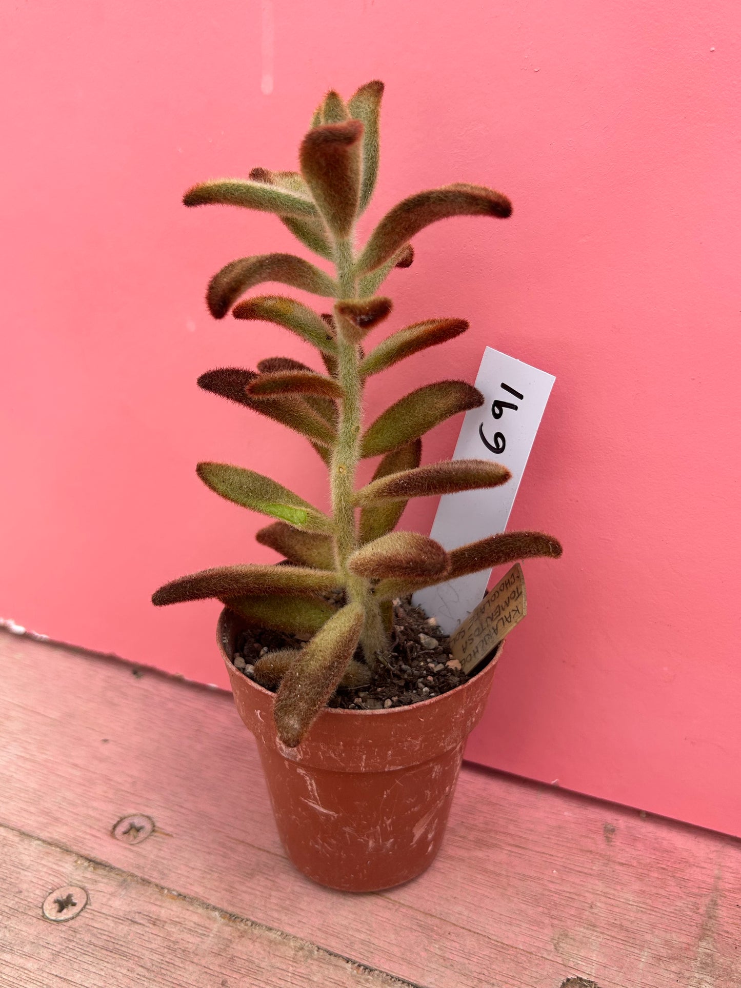 Kalanchoe tomentosa 'Chocolate Soldier' (691)