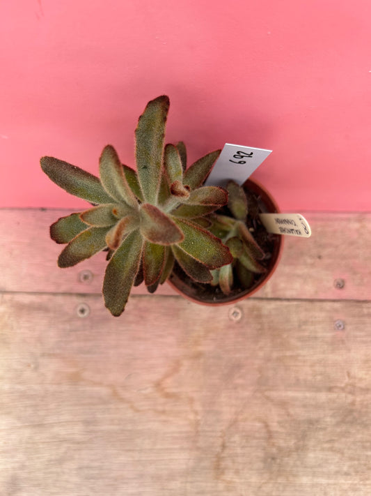 Kalanchoe tomentosa 'Chocolate Soldier' (692)