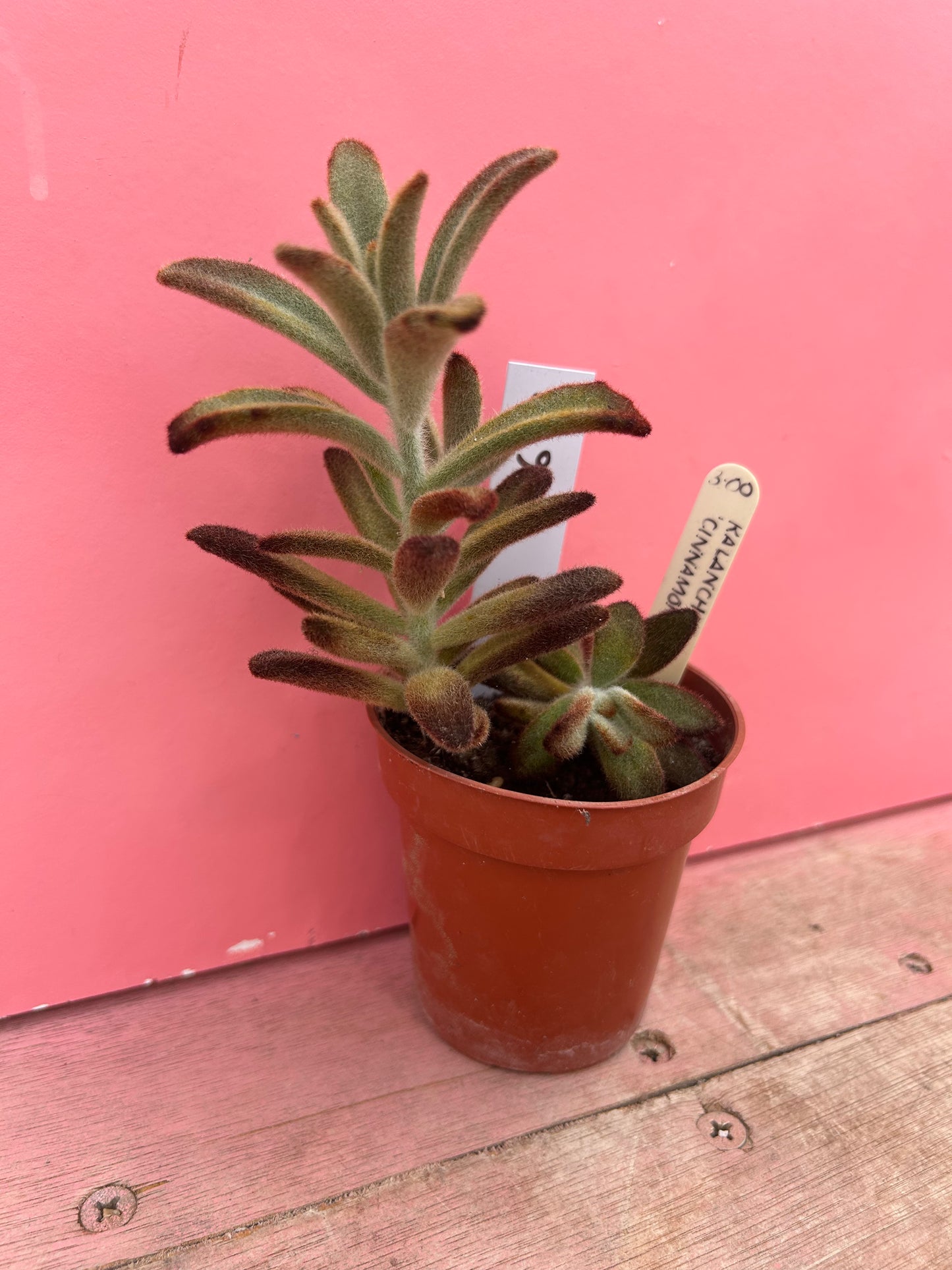 Kalanchoe tomentosa 'Chocolate Soldier' (692)