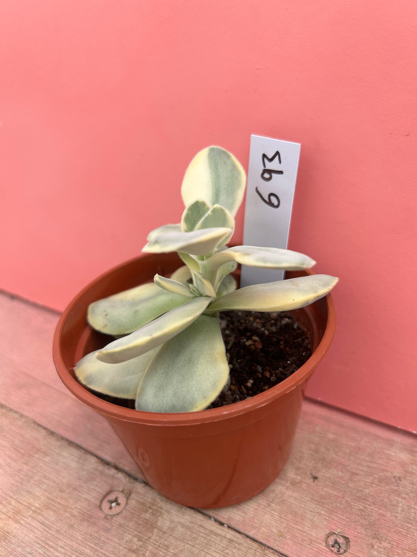 Kalanchoe thyrsiflora variegata (693)