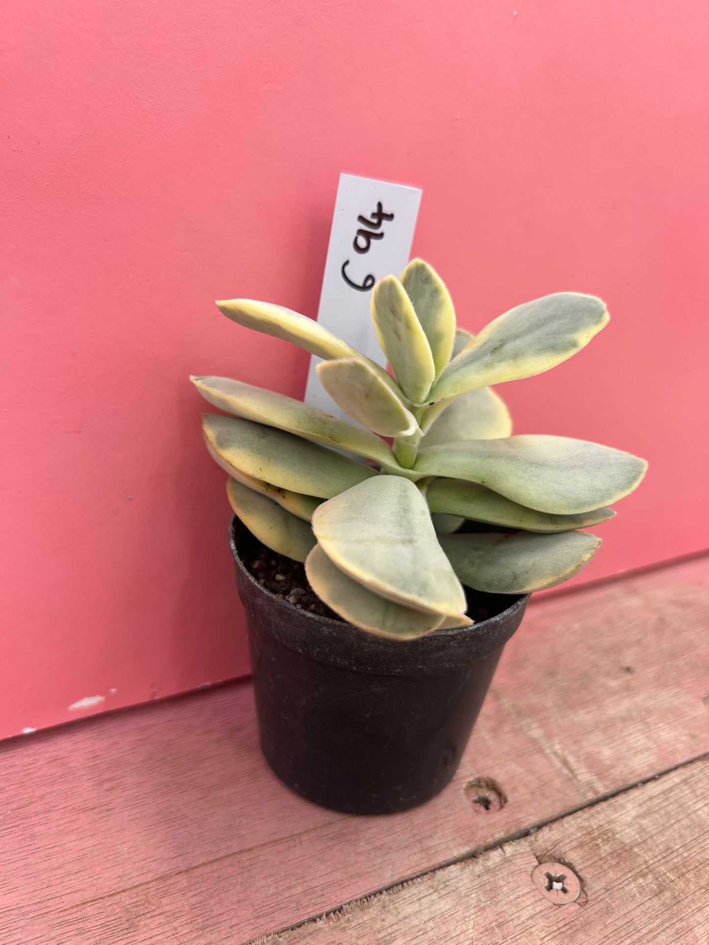 Kalanchoe thyrsiflora variegata (694)