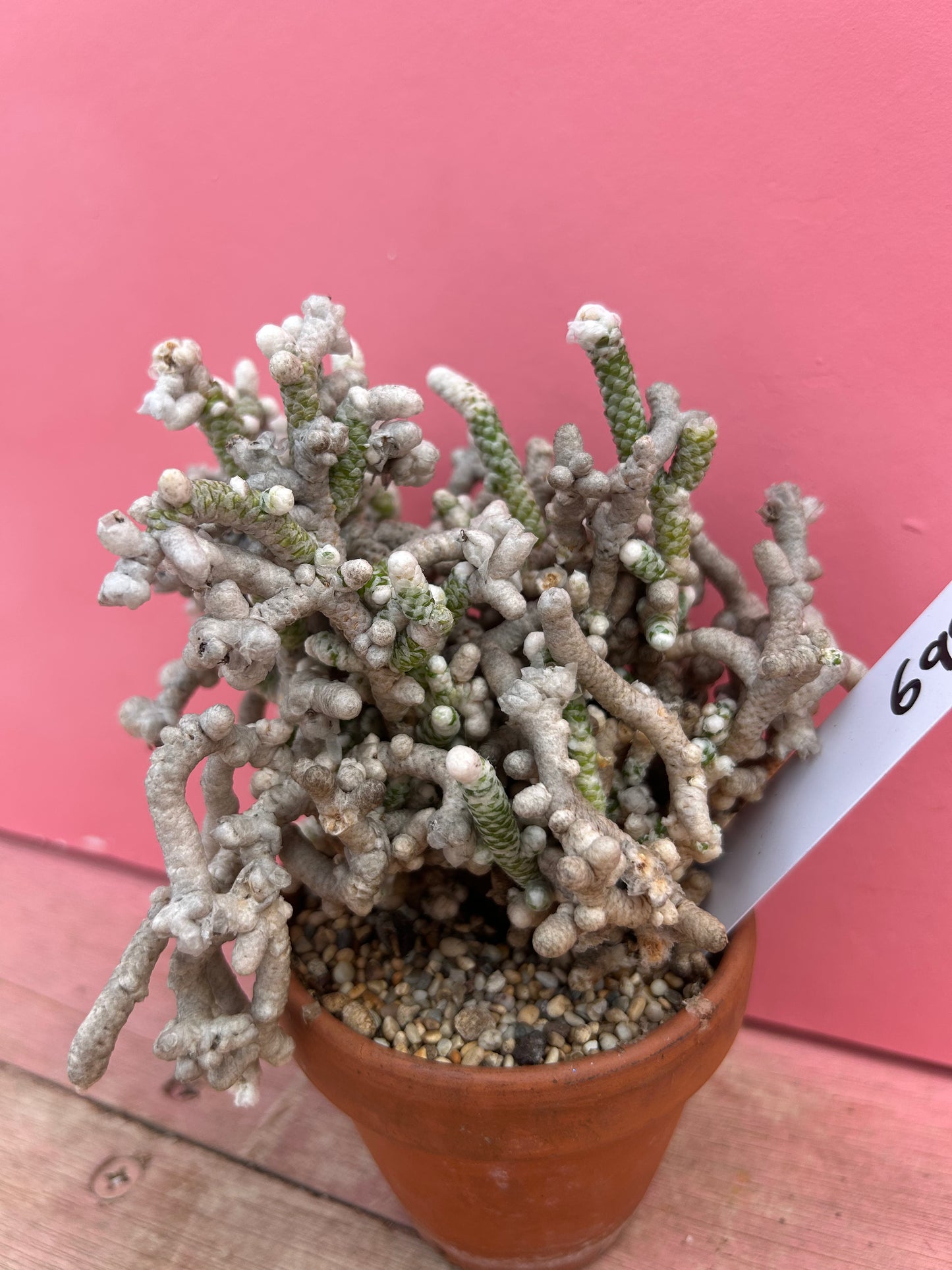 Avonia rohines (699)