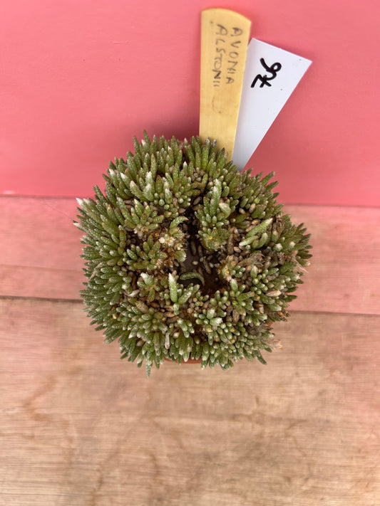 Avonia alstonii (706)