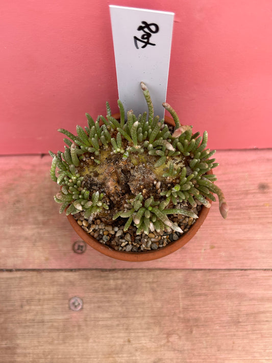 Avonia alstonii (708)