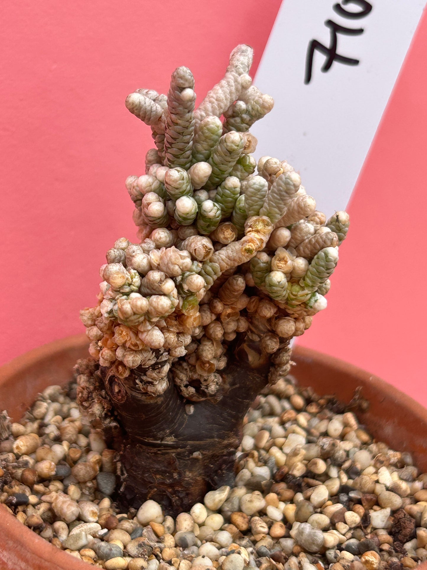 Avonia species (710)