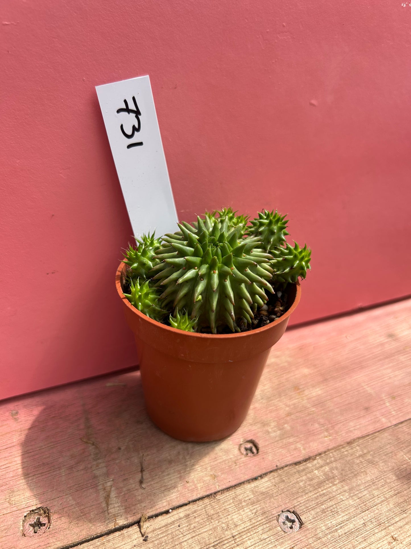 Euphorbia susannae (731)