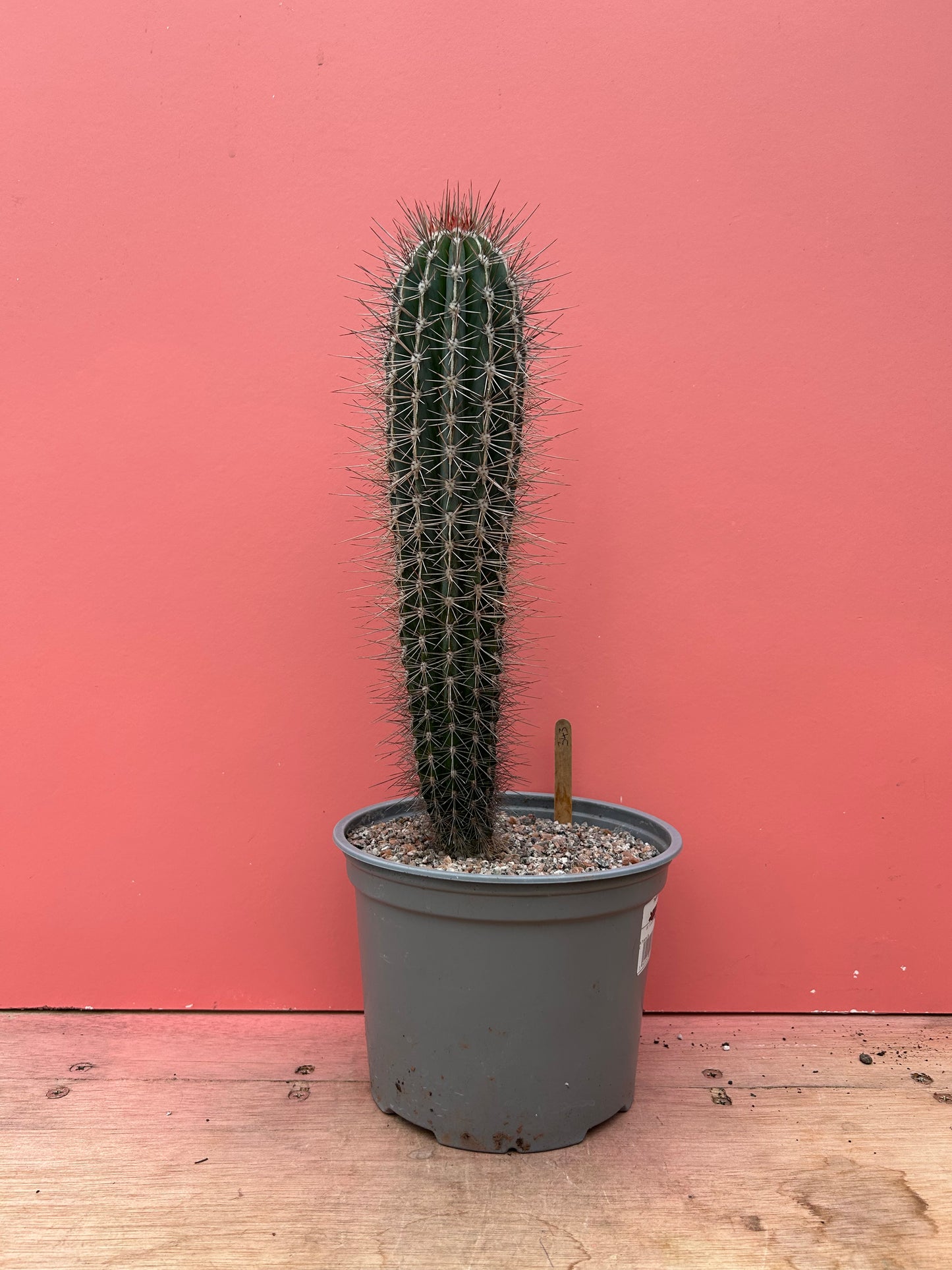 Pachycereus species (343)