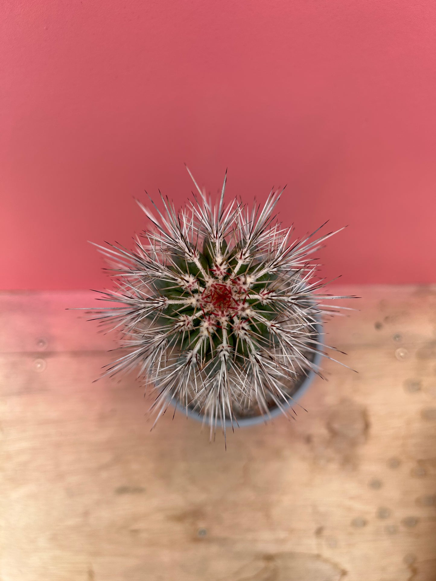 Pachycereus species (343)