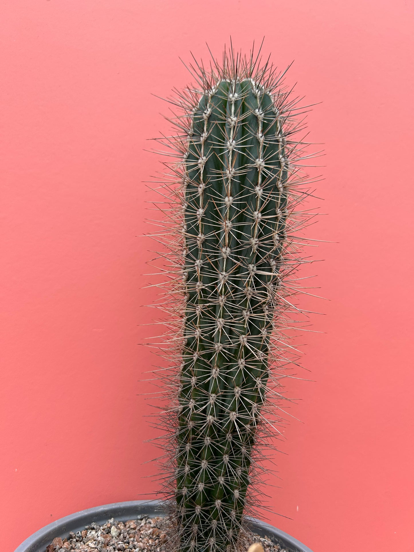Pachycereus species (343)