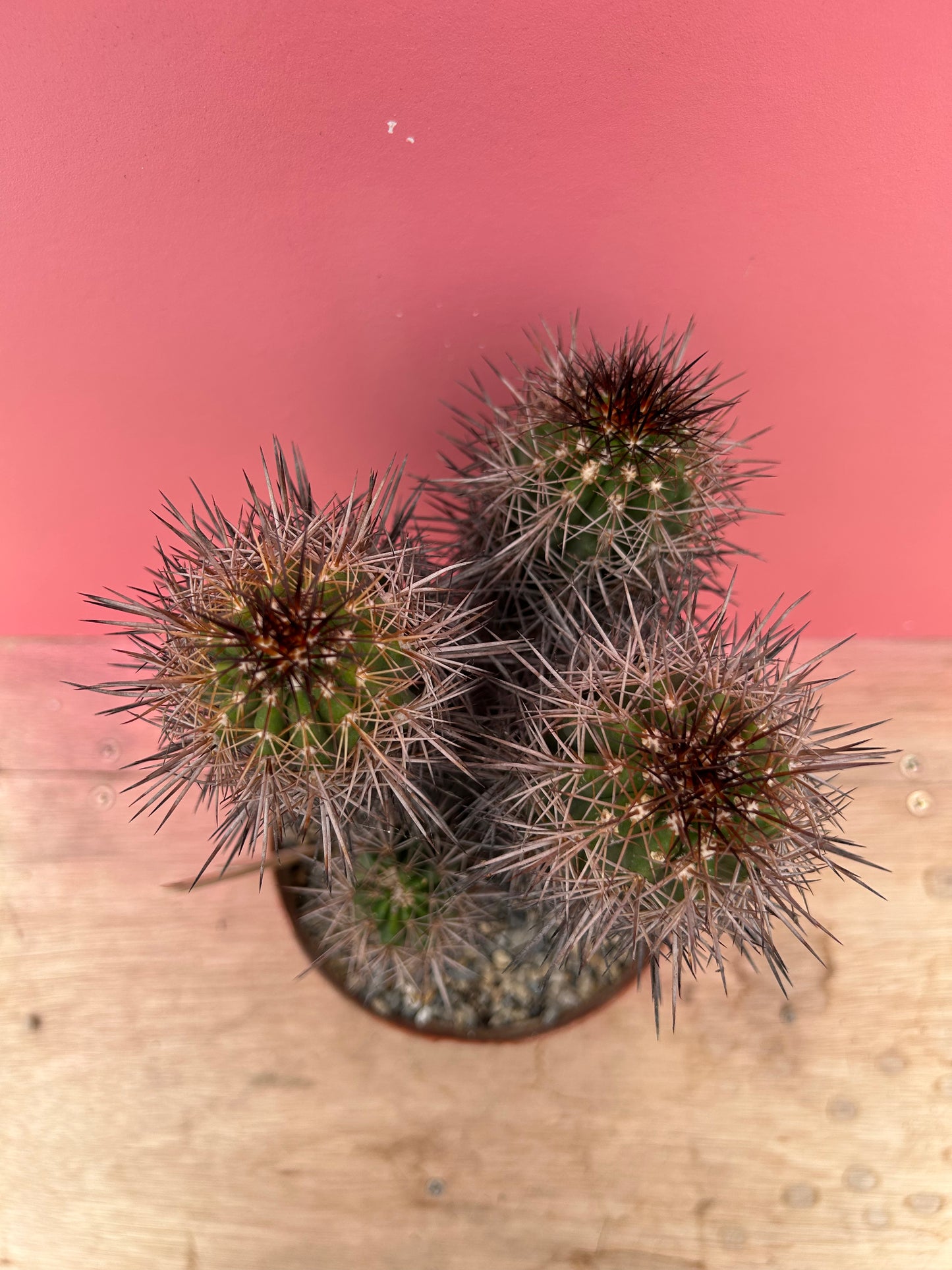 Copiapoa mulitcolor (357)