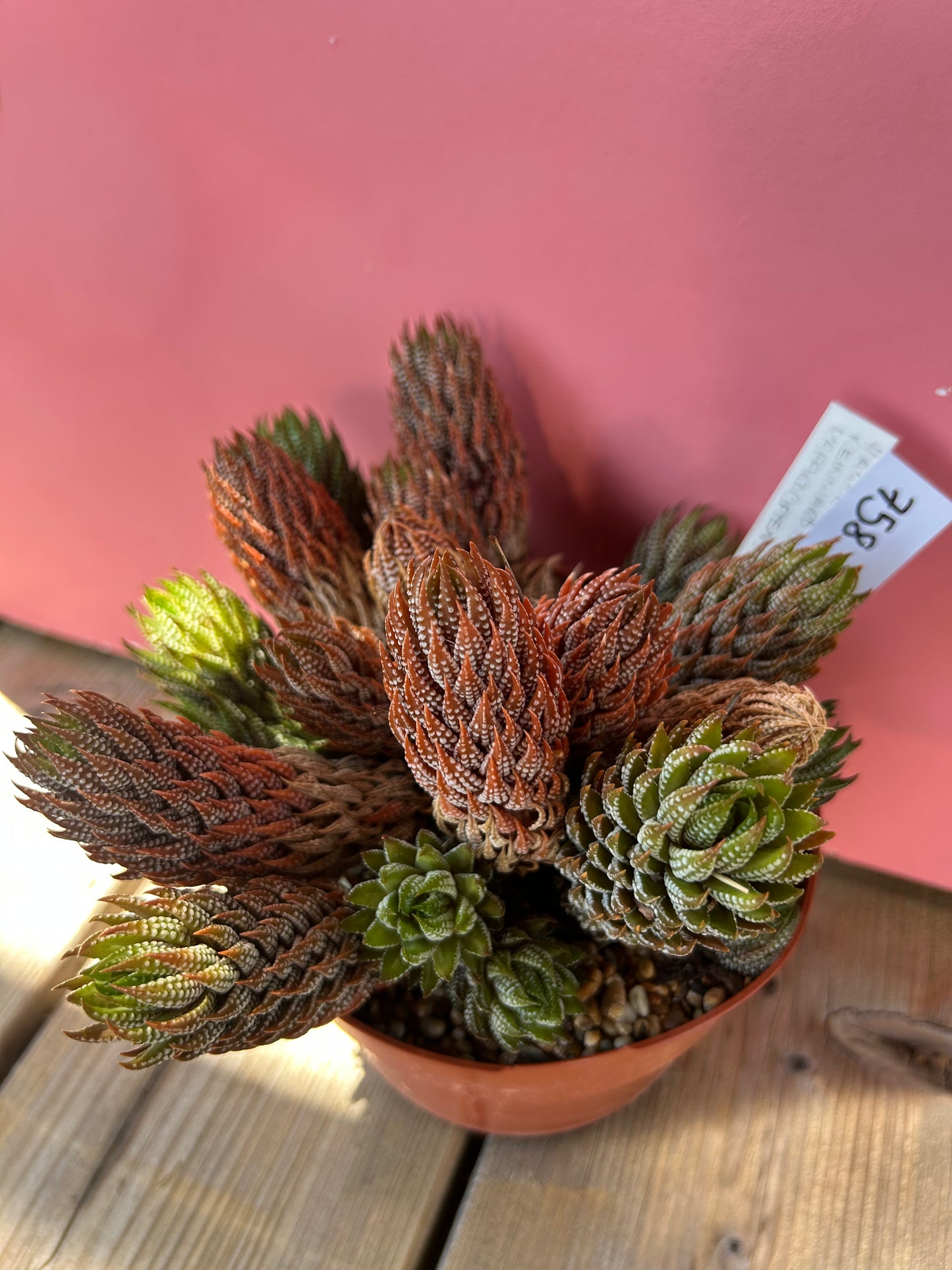 Haworthia reinwardtii kaffirdriftensis (758)