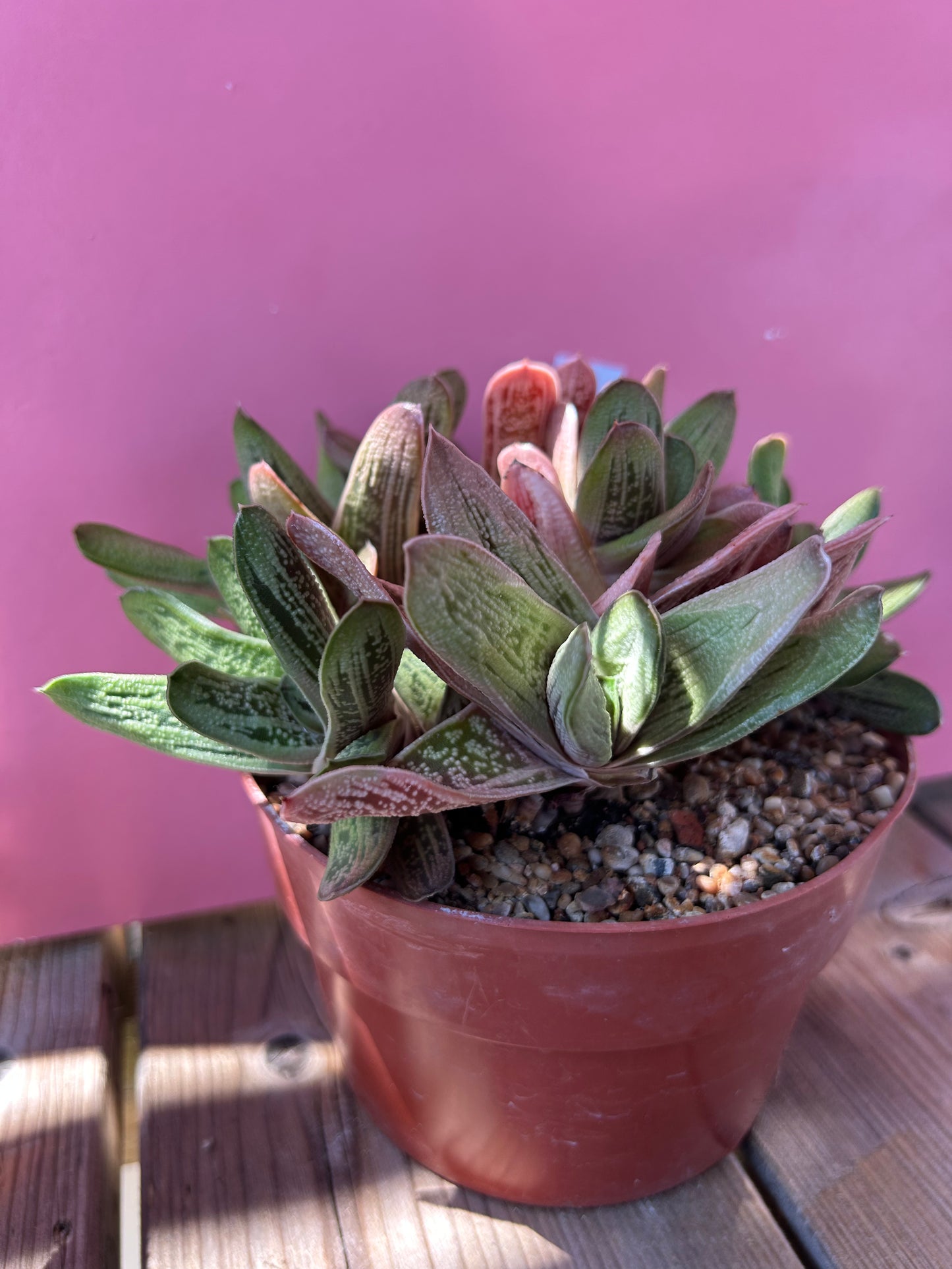 Gasteria 'Little Warty' (761)