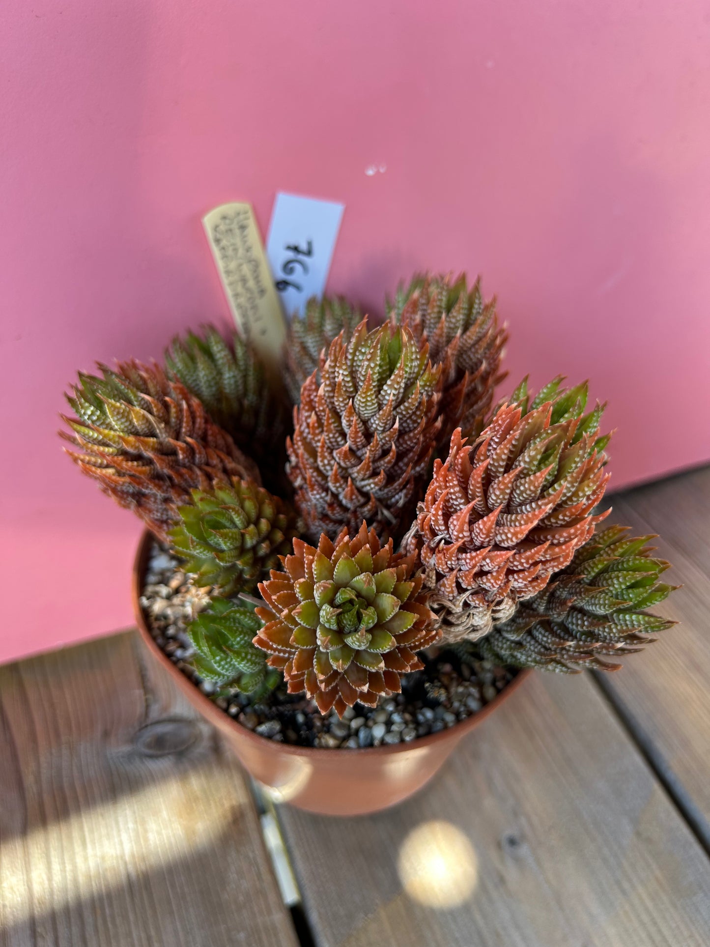 Haworthia reinwardtii kaffirdriftensis (766)